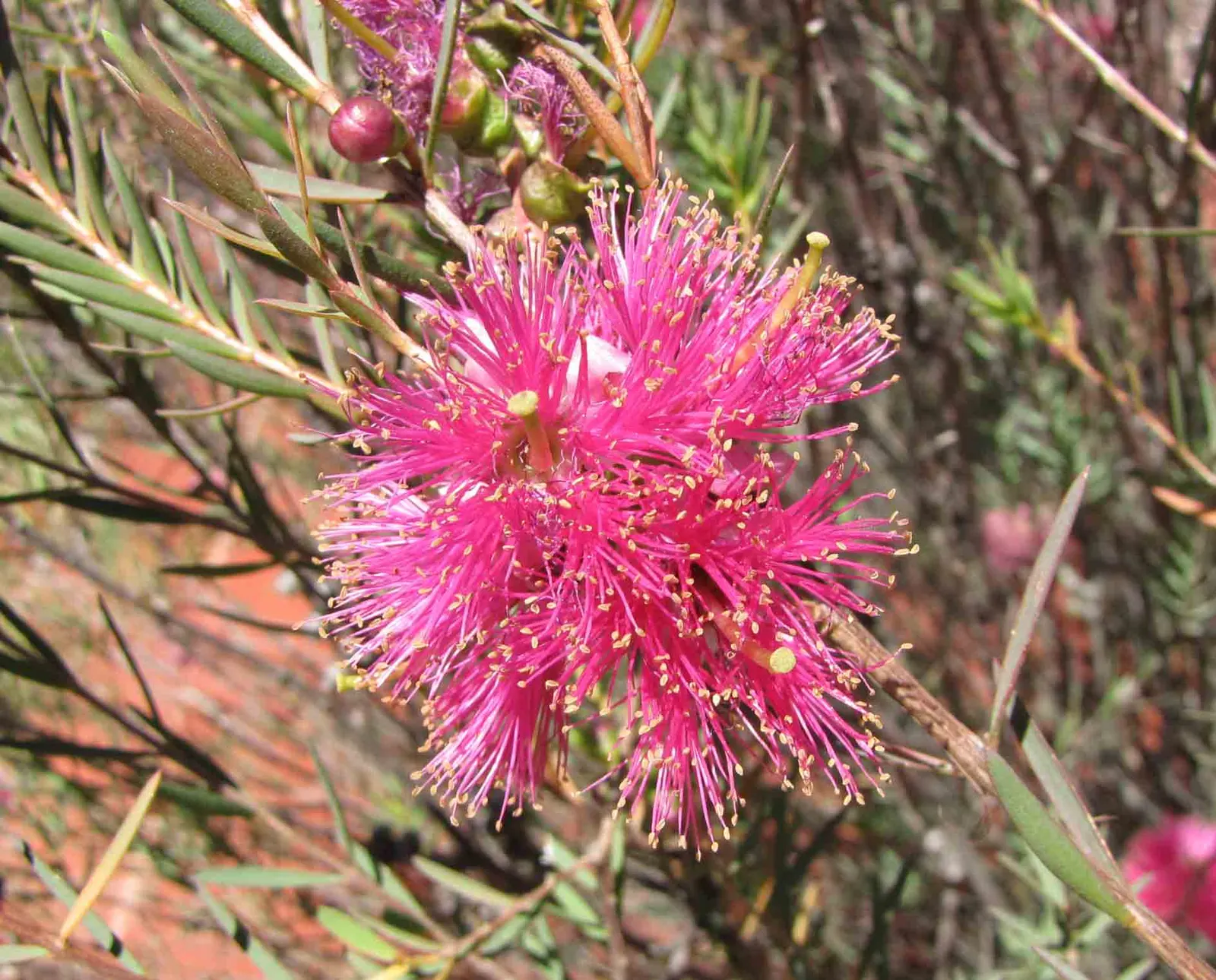 Pink Melaleuca (Melaleuca Nesophila) — The Pink Melaleuca (Melaleuca nesophila)