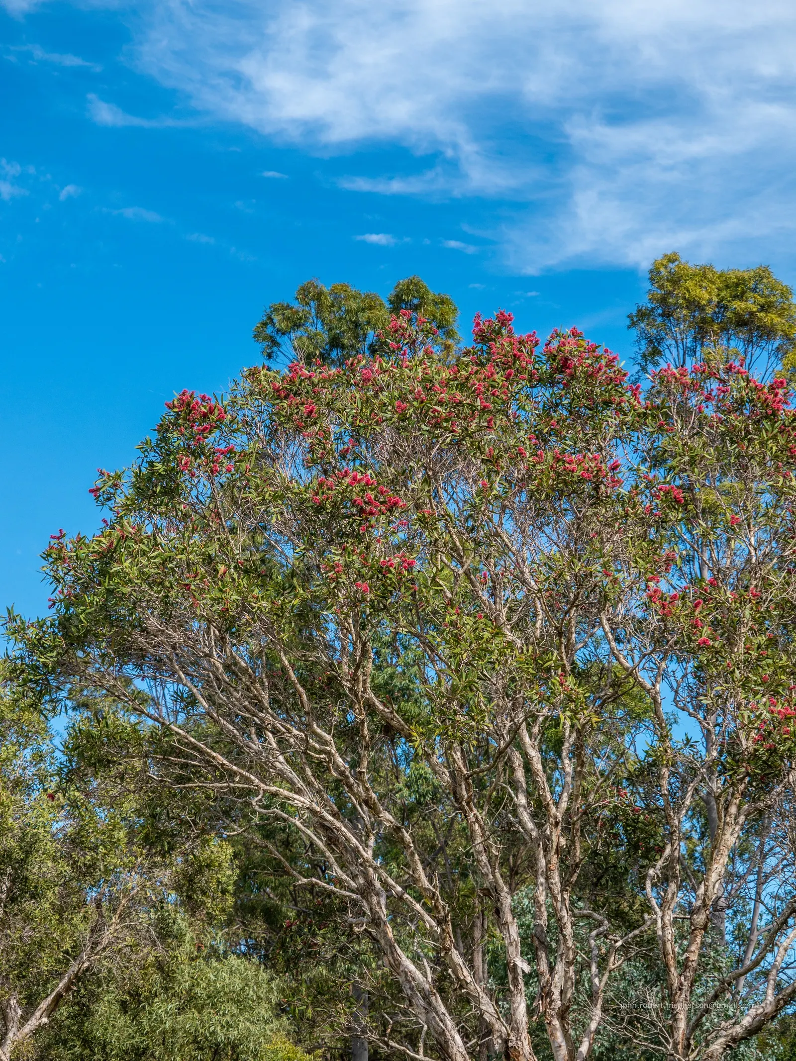 Pink Melaleuca (Melaleuca Nesophila) — globe-shaped flowers that adorn its branches; typically reaching a mature height of 10 to 20 feet with a similar spread