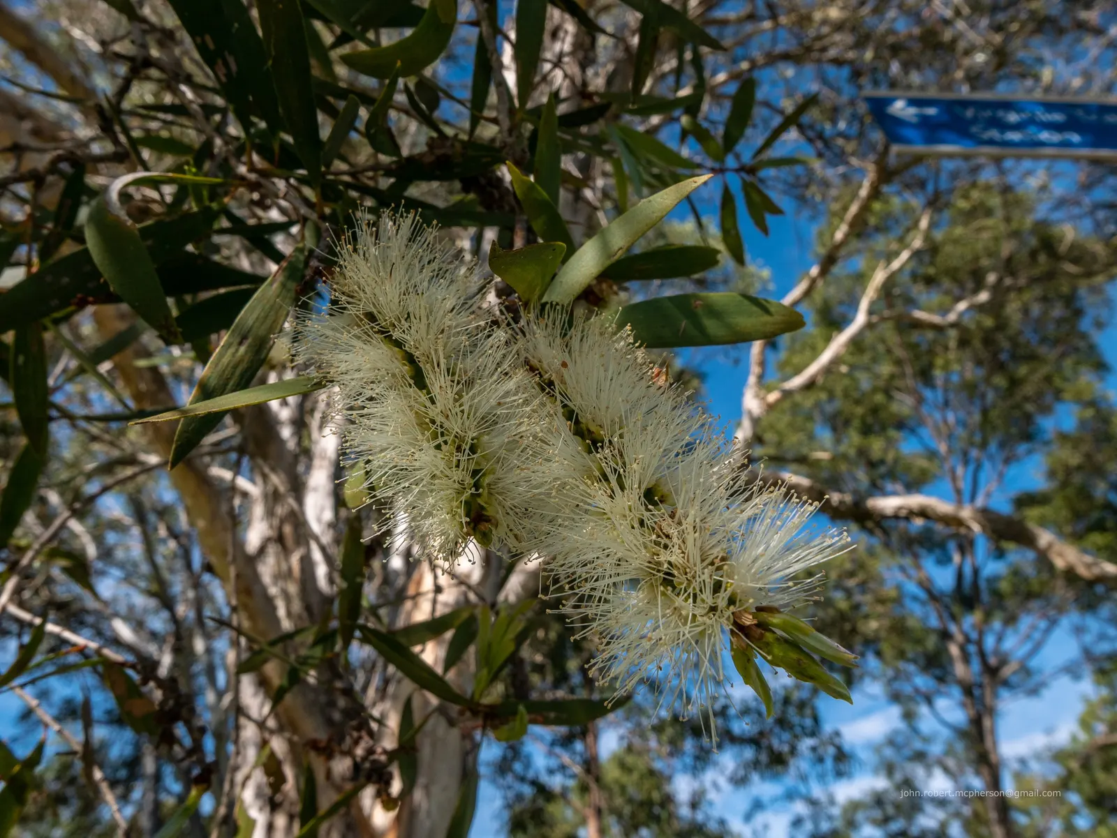 Pink Melaleuca (Melaleuca Nesophila) — it's ideal for coastal landscapes