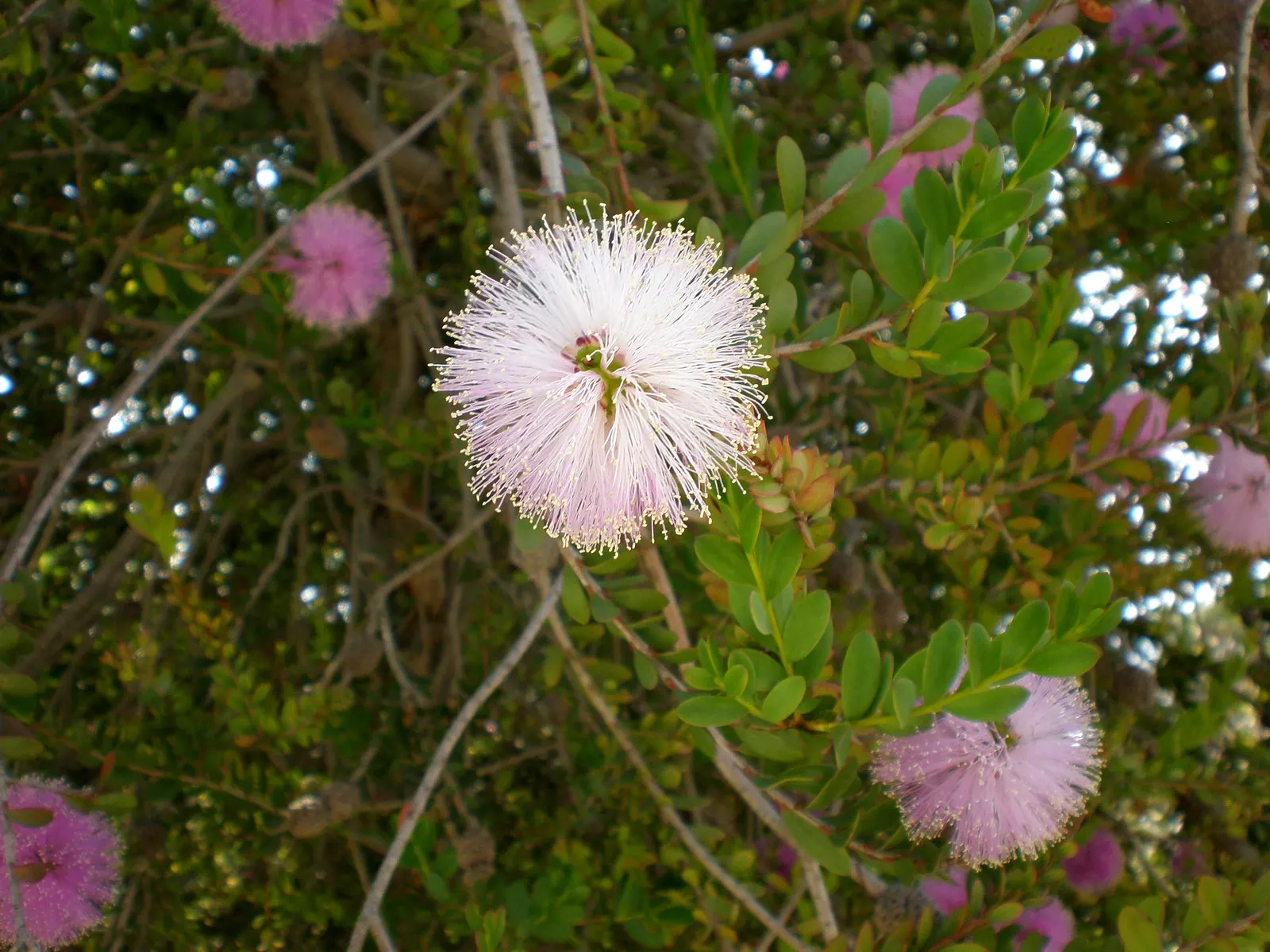 Pink Melaleuca (Melaleuca Nesophila) — scientifically recognized as Melaleuca nesophila; it demands well-draining soil and full sun to part shade