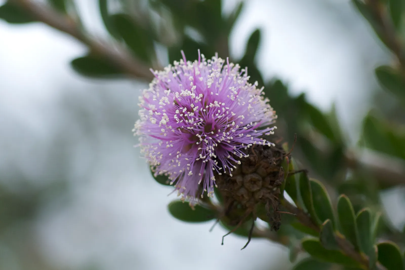 Pink Melaleuca (Melaleuca Nesophila) — though it prefers well-drained conditions