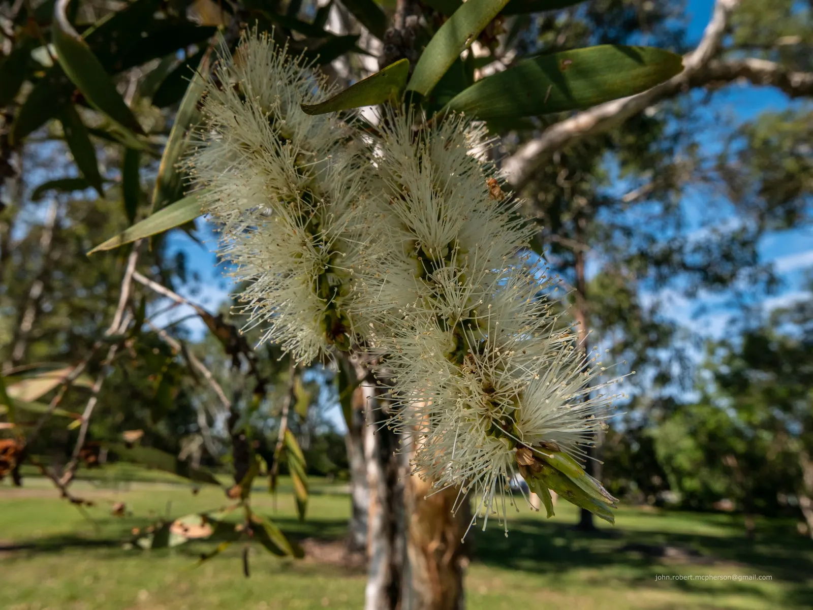 Pink Melaleuca (Melaleuca Nesophila) — Prune lightly to maintain shape