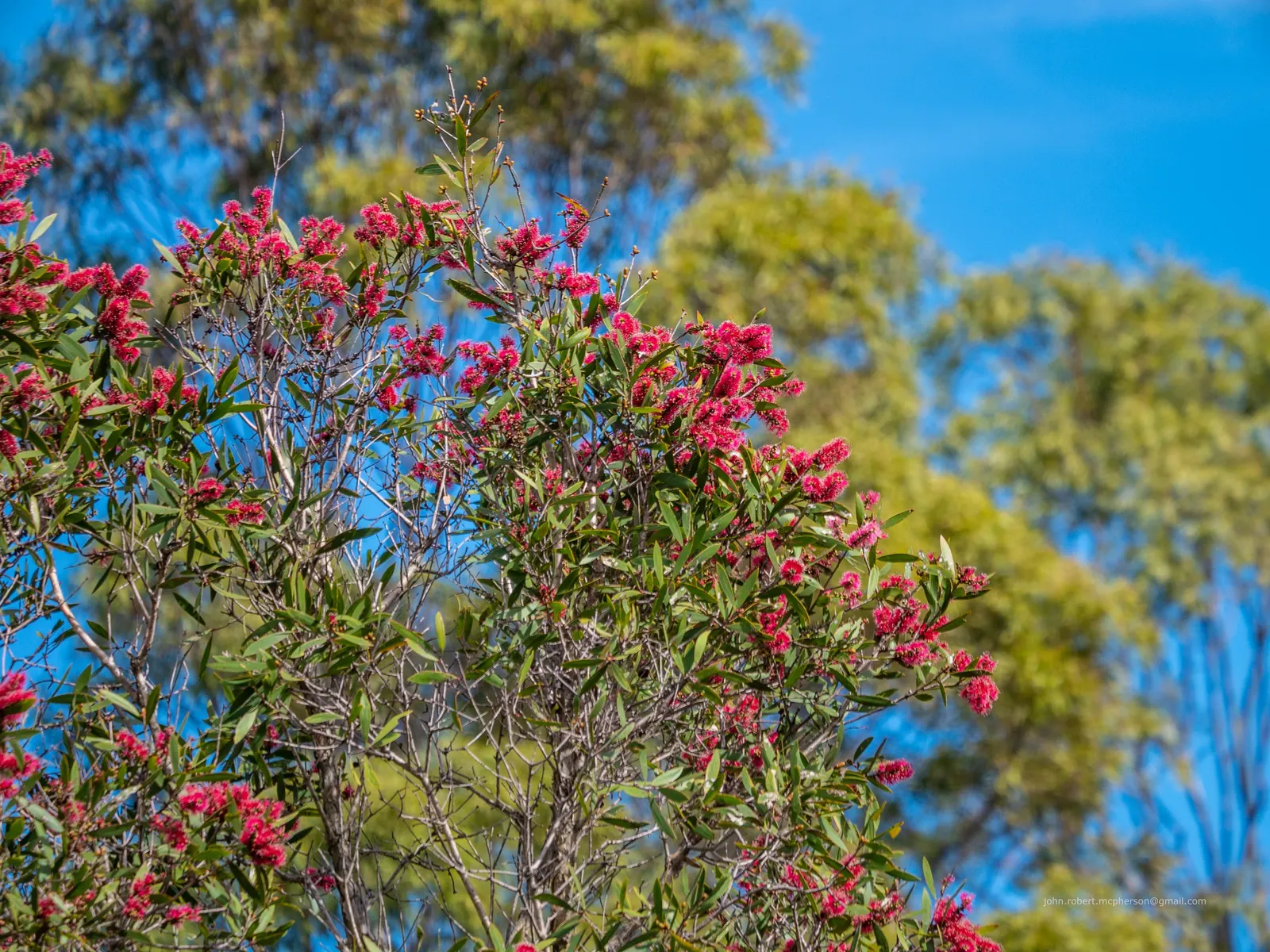Pink Melaleuca (Melaleuca Nesophila) — Tolerant to drought and saline conditions; is a stunning and resilient addition to any garden or landscape design