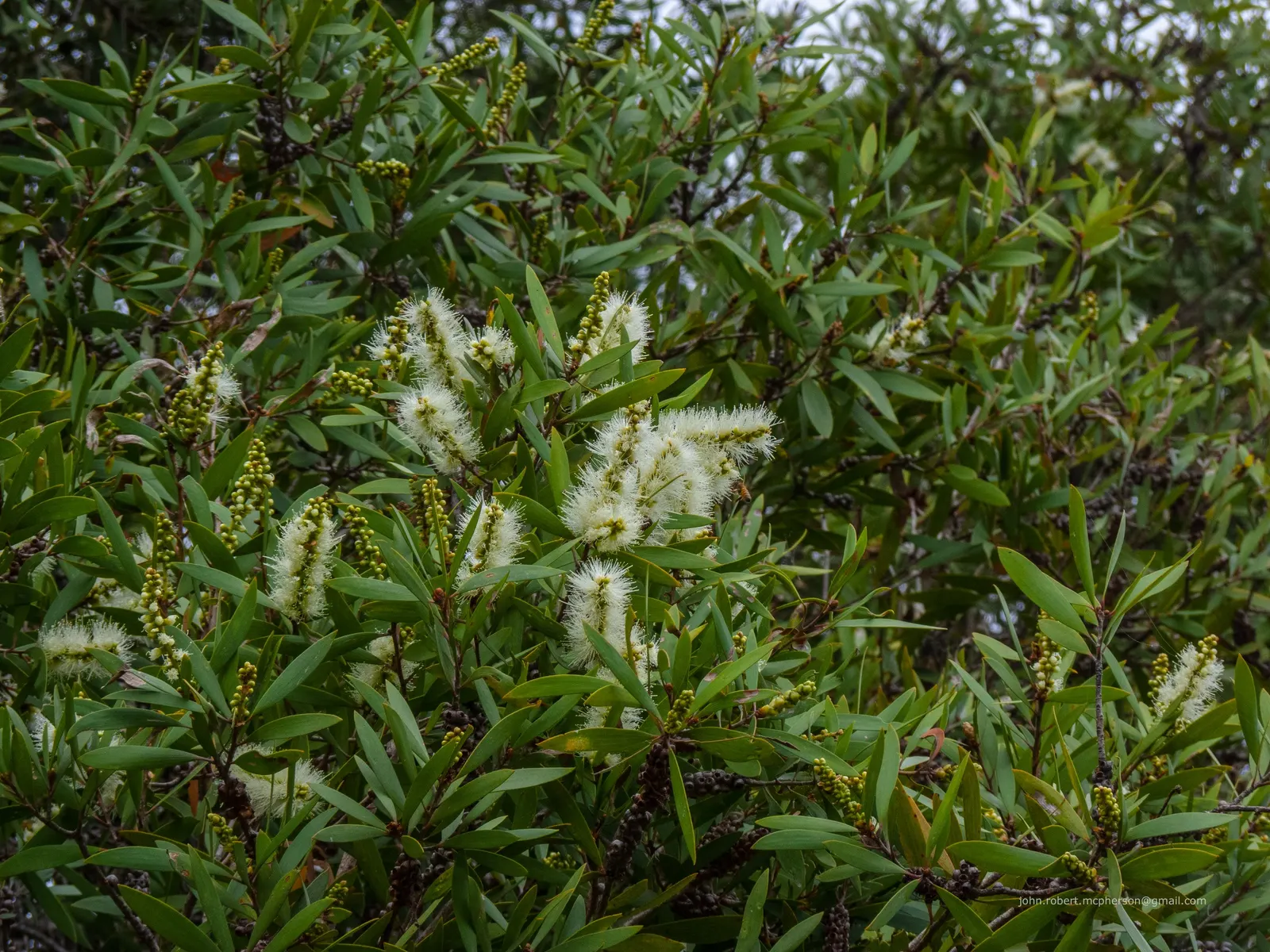 Pink Melaleuca (Melaleuca Nesophila) — thrives in USDA zones 9-11; scientifically recognized as Melaleuca nesophila