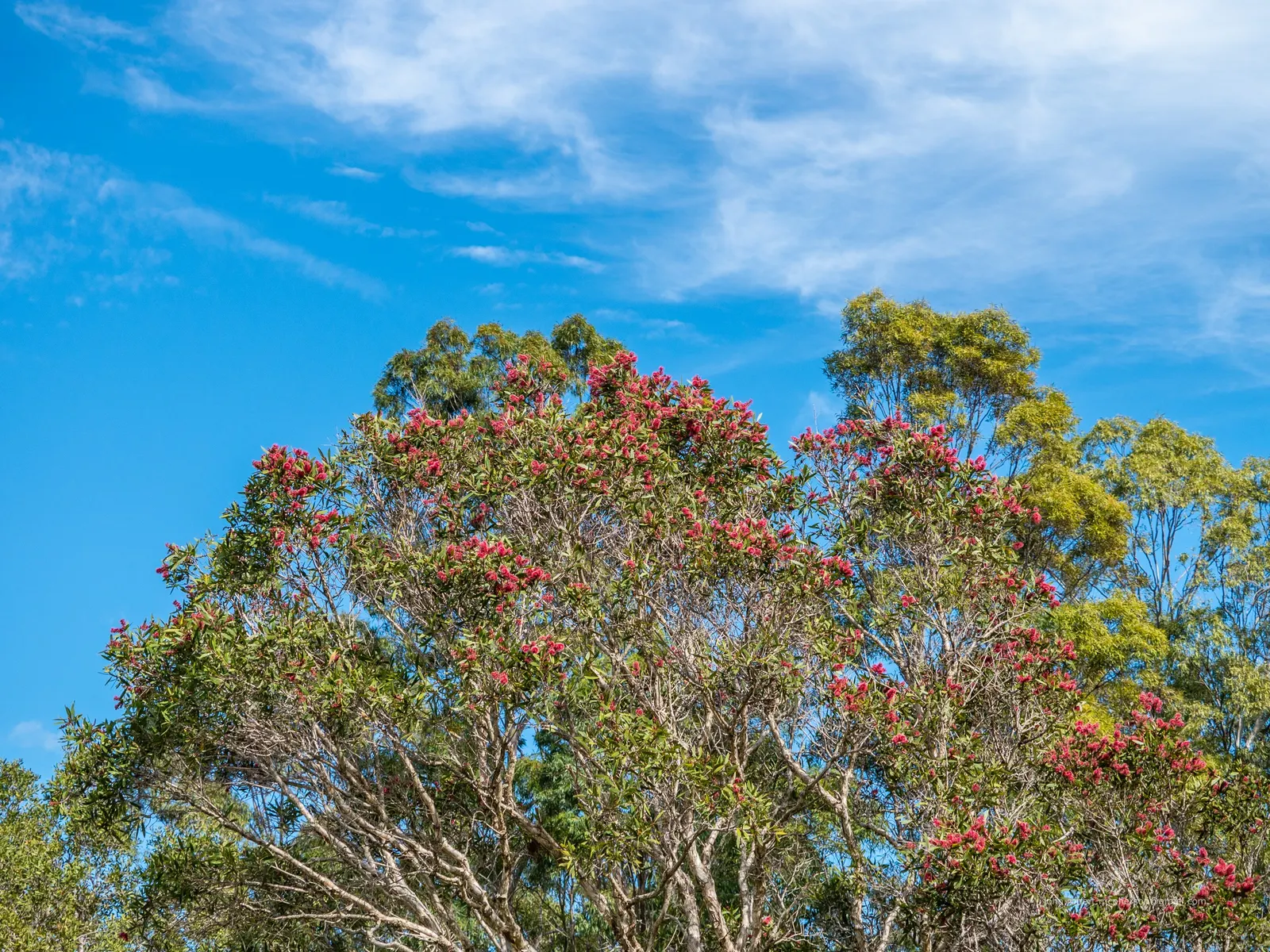 Pink Melaleuca (Melaleuca Nesophila) — Prune lightly to maintain shape; shrub / tree with multi-colored and pink and white and yellow blooms