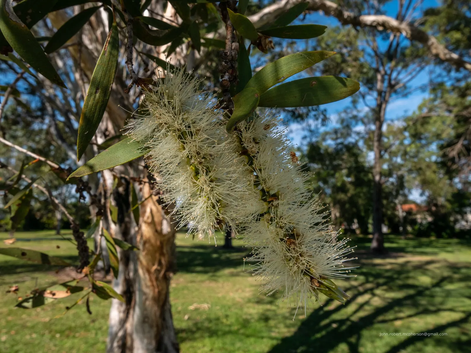 Pink Melaleuca (Melaleuca Nesophila) — it demands well-draining soil and full sun to part shade