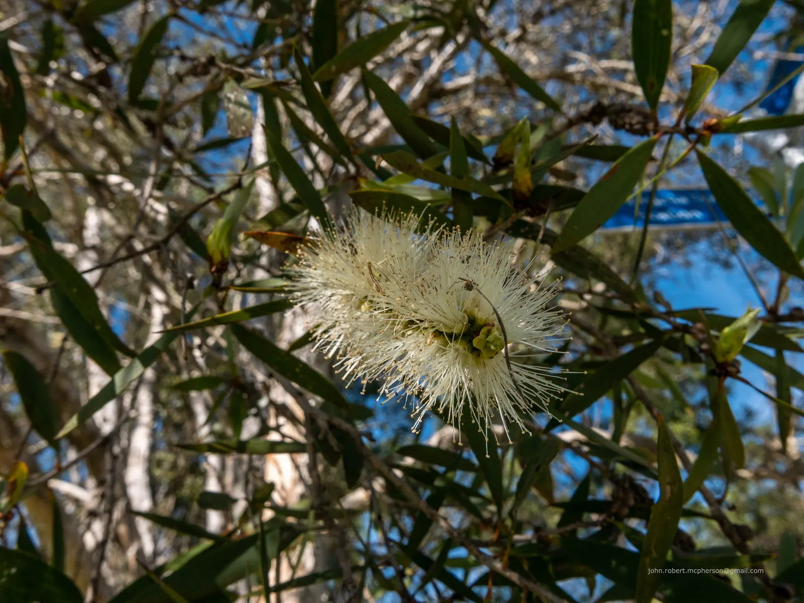 Pink Melaleuca (Melaleuca Nesophila) — This evergreen shrub or small tree is native to Western Australia; typically about 1 to 1.5 inches in diameter