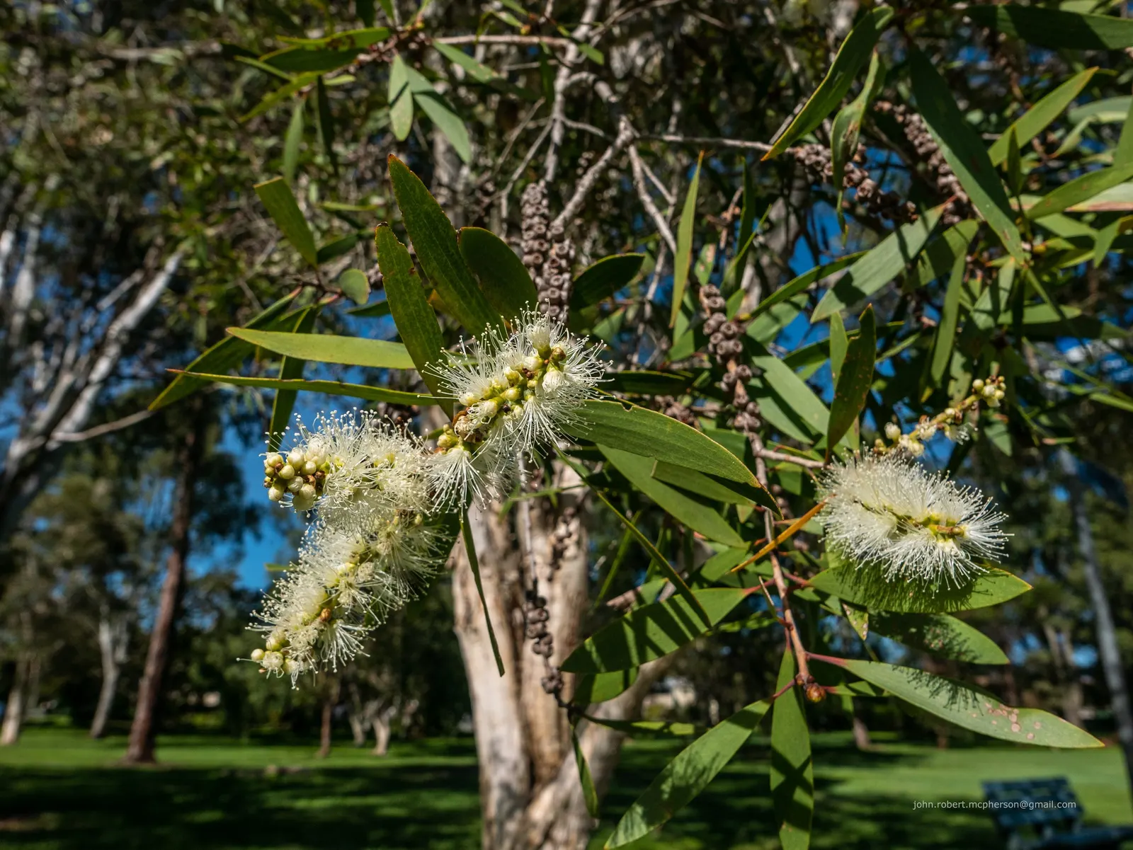 Pink Melaleuca (Melaleuca Nesophila) — enriching the garden's ecosystem