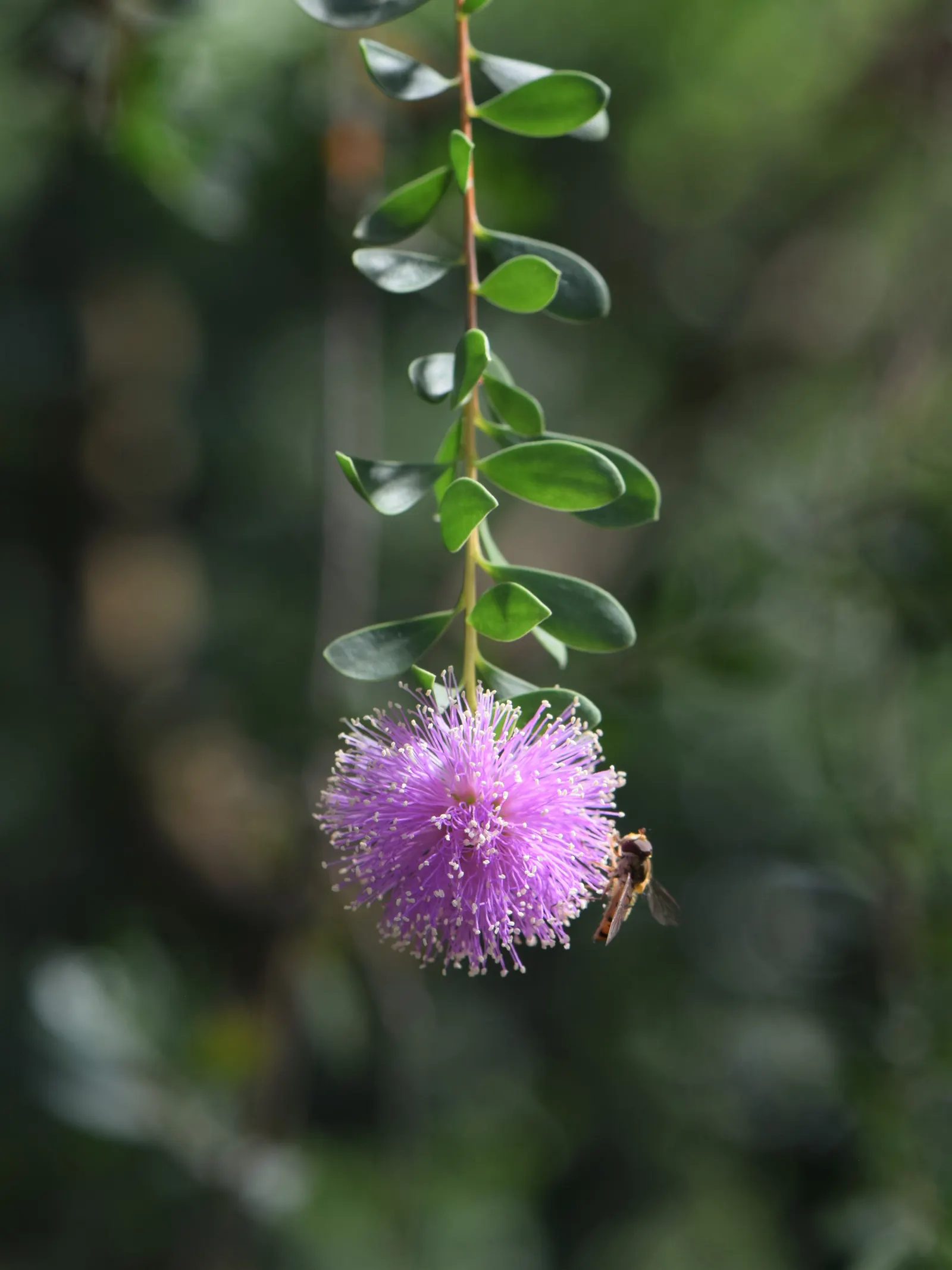 Pink Melaleuca (Melaleuca Nesophila) — It is drought-resistant once established; such as bees and butterflies