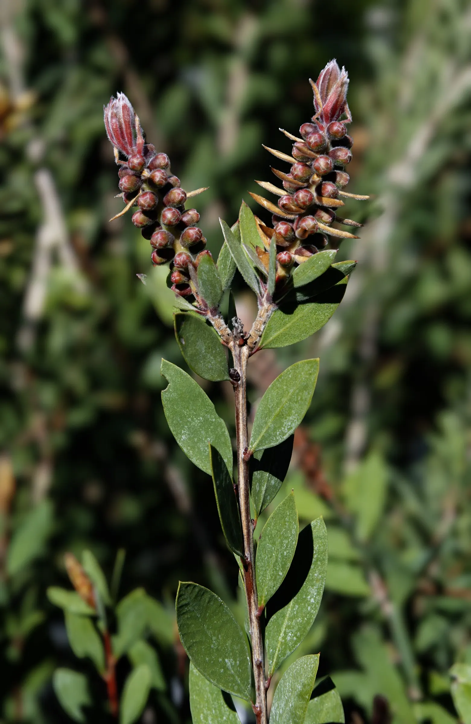 Pink Melaleuca (Melaleuca Nesophila) — gray-green foliage.<br><br>The flowers; it is drought-resistant once established