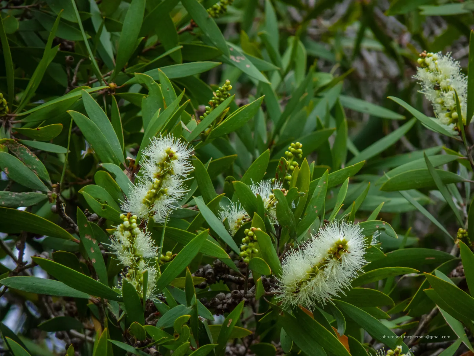 Pink Melaleuca (Melaleuca Nesophila) — though it prefers well-drained conditions; its unique appeal lies in the prolific clusters of vibrant pink