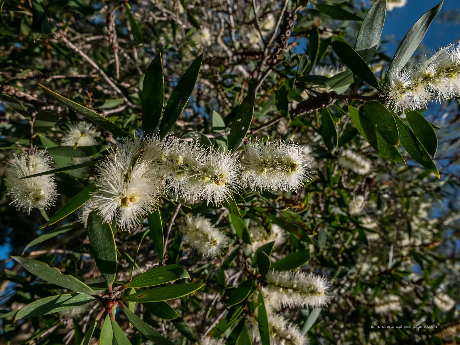 Pink Melaleuca (Melaleuca Nesophila) — shrub / tree for full