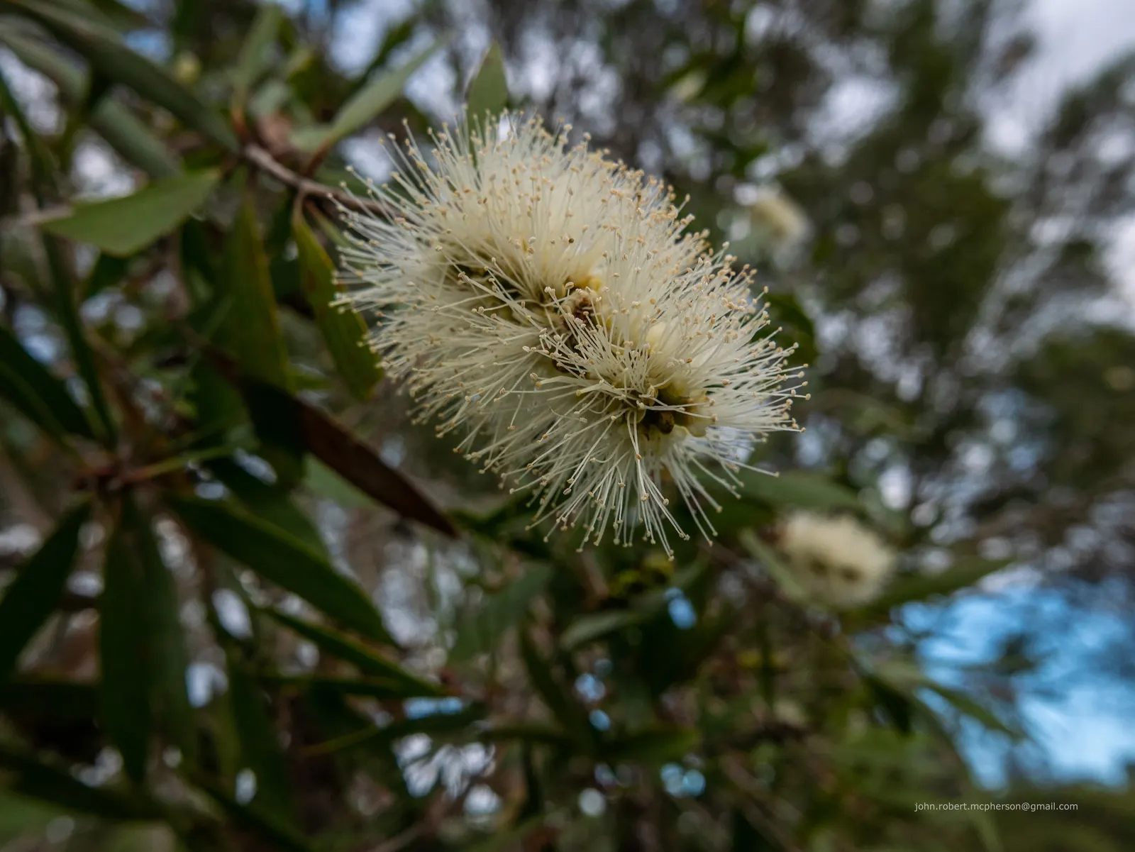 Pink Melaleuca (Melaleuca Nesophila) — Tolerant to drought and saline conditions