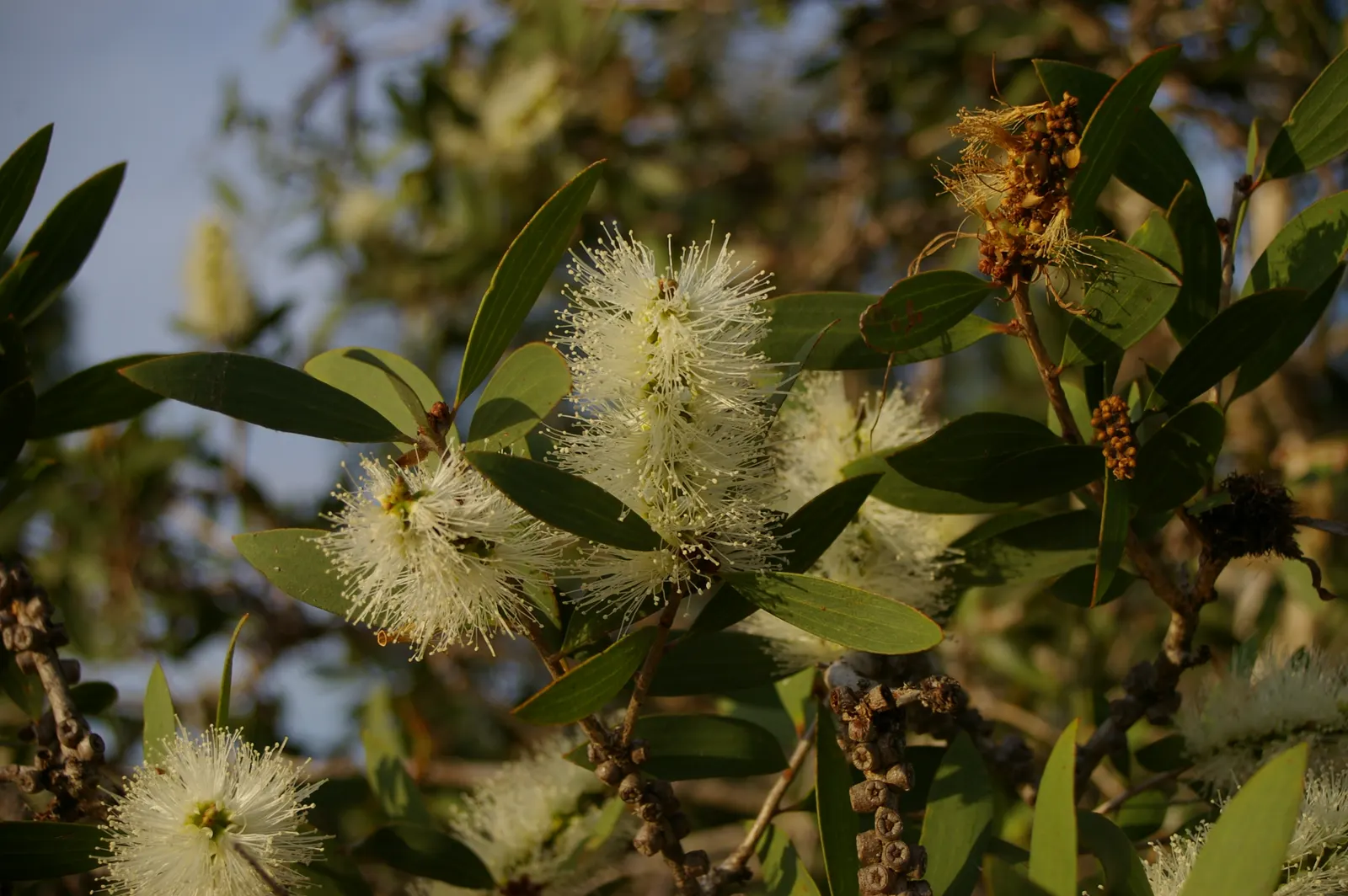 Pink Melaleuca (Melaleuca Nesophila) — making it an excellent choice for water-conscious landscapes.<br><br>For optimal growth