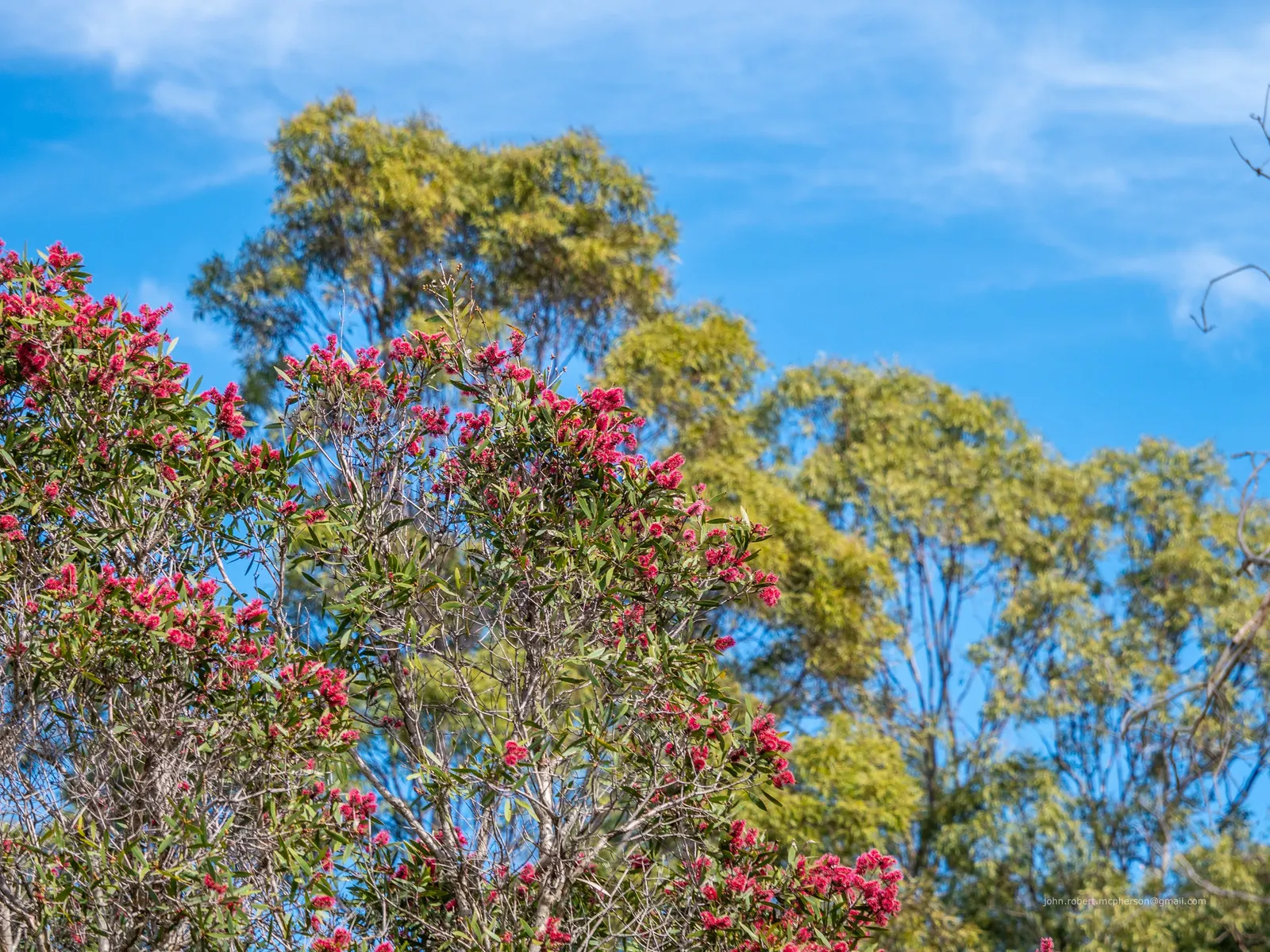 Pink Melaleuca (Melaleuca Nesophila) — is a stunning and resilient addition to any garden or landscape design; this evergreen shrub or small tree is native to