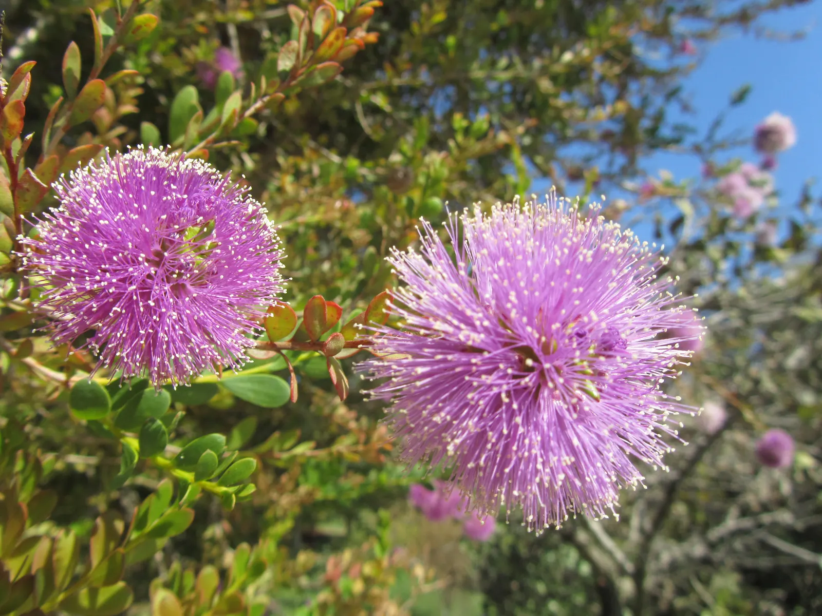 Pink Melaleuca (Melaleuca Nesophila) — making it an excellent choice for water-conscious landscapes.<br><br>For optimal growth; paper-like bark adds extra