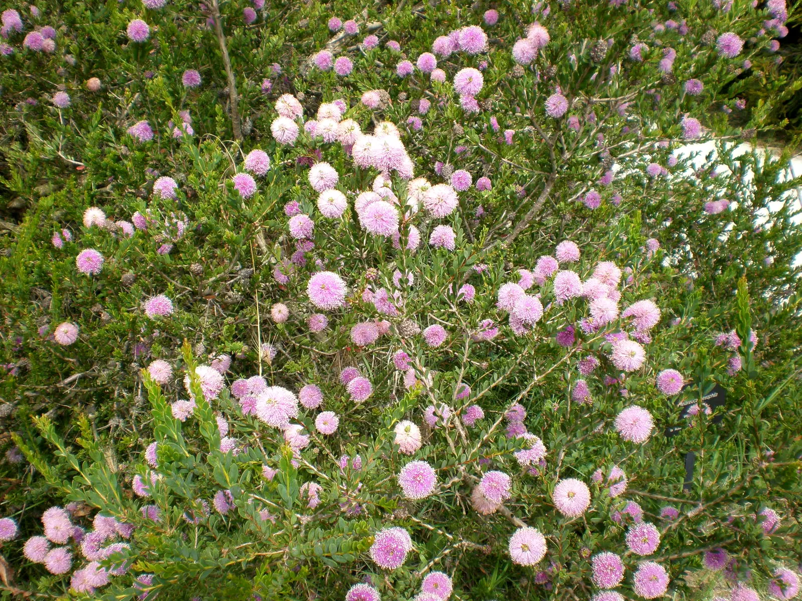 Pink Melaleuca (Melaleuca Nesophila) — fluffy flower clusters and hardy nature; multi-colored and pink and white and yellow flowers in the garden