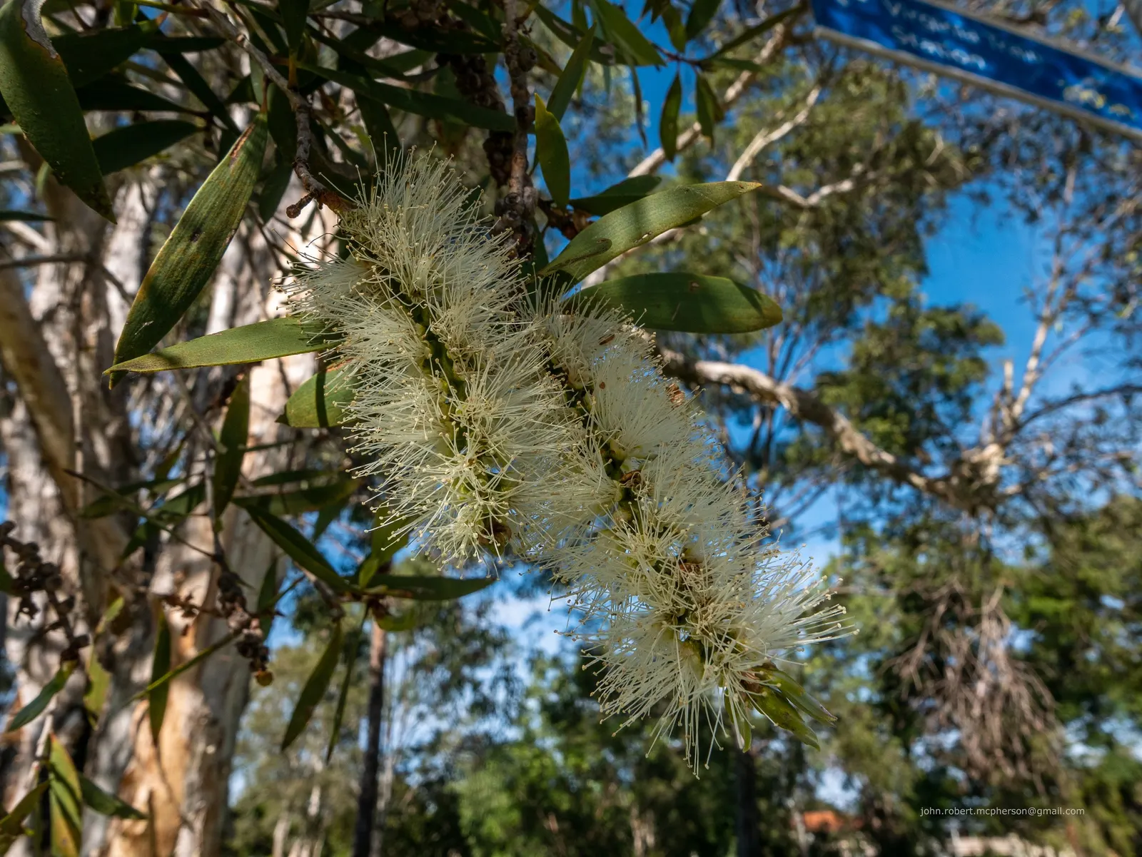Pink Melaleuca (Melaleuca Nesophila) — tolerating a wide range of soil types; offering year-round foliage and spring-summer blossoms that attract pollinators