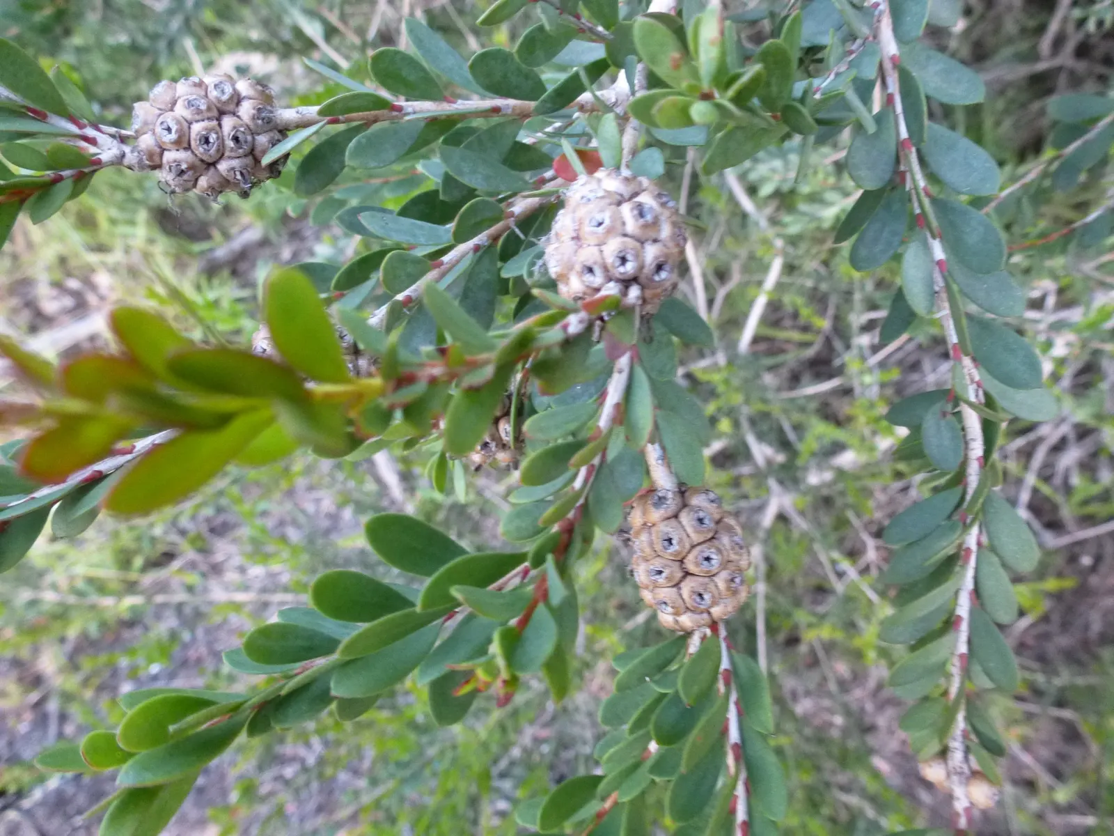 Pink Melaleuca (Melaleuca Nesophila) — such as bees and butterflies; attracting a variety of pollinators