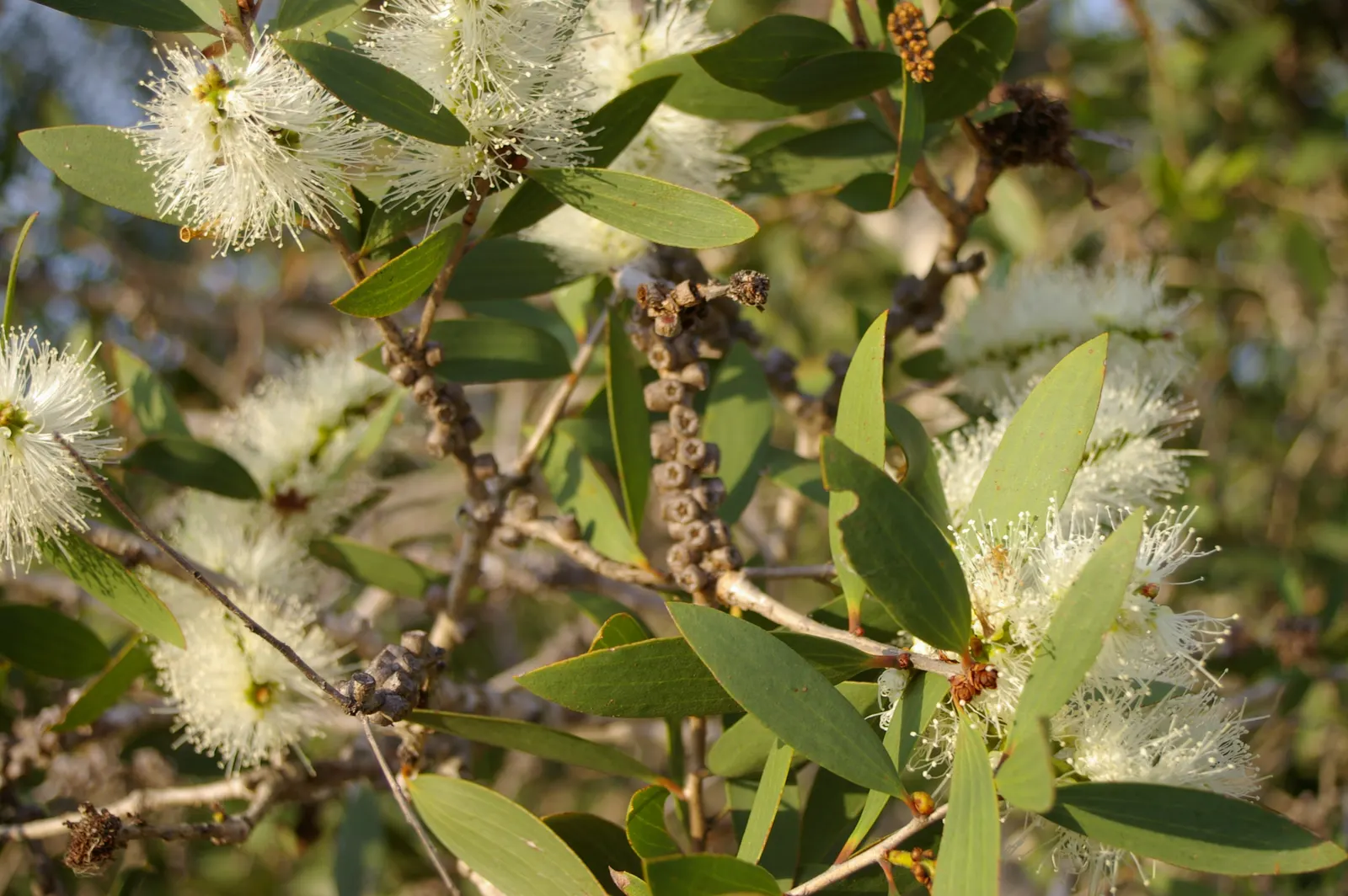 Pink Melaleuca (Melaleuca Nesophila) — Renowned for its deep pink; the Pink Melaleuca is known for its hardiness