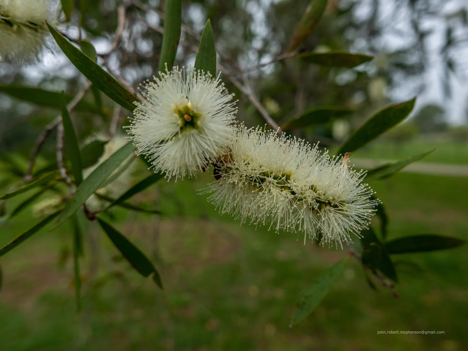 Pink Melaleuca (Melaleuca Nesophila) — making it a valuable addition to an eco-friendly garden; prune lightly to maintain shape