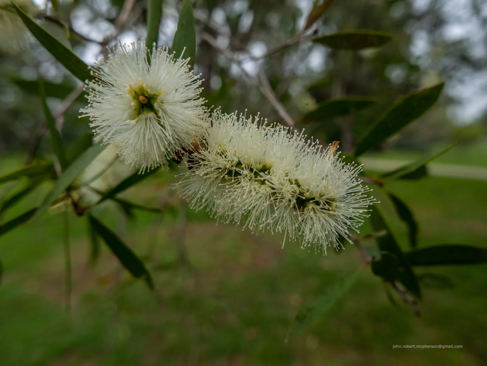 Pink Melaleuca (Melaleuca Nesophila) — reaching 10-20 feet in height with an equivalent spread; providing a striking contrast against the dense