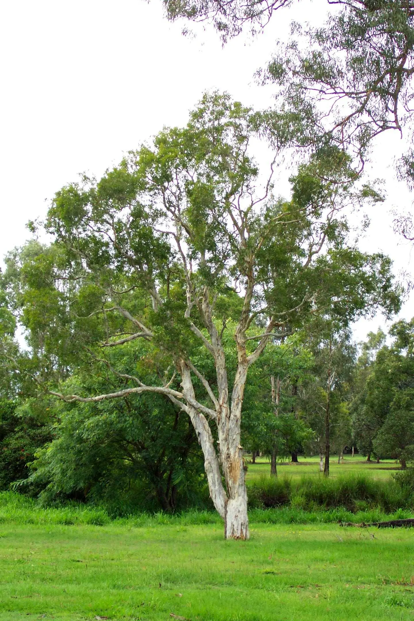 Pink Melaleuca (Melaleuca Nesophila) — making it a valuable addition to an eco-friendly garden
