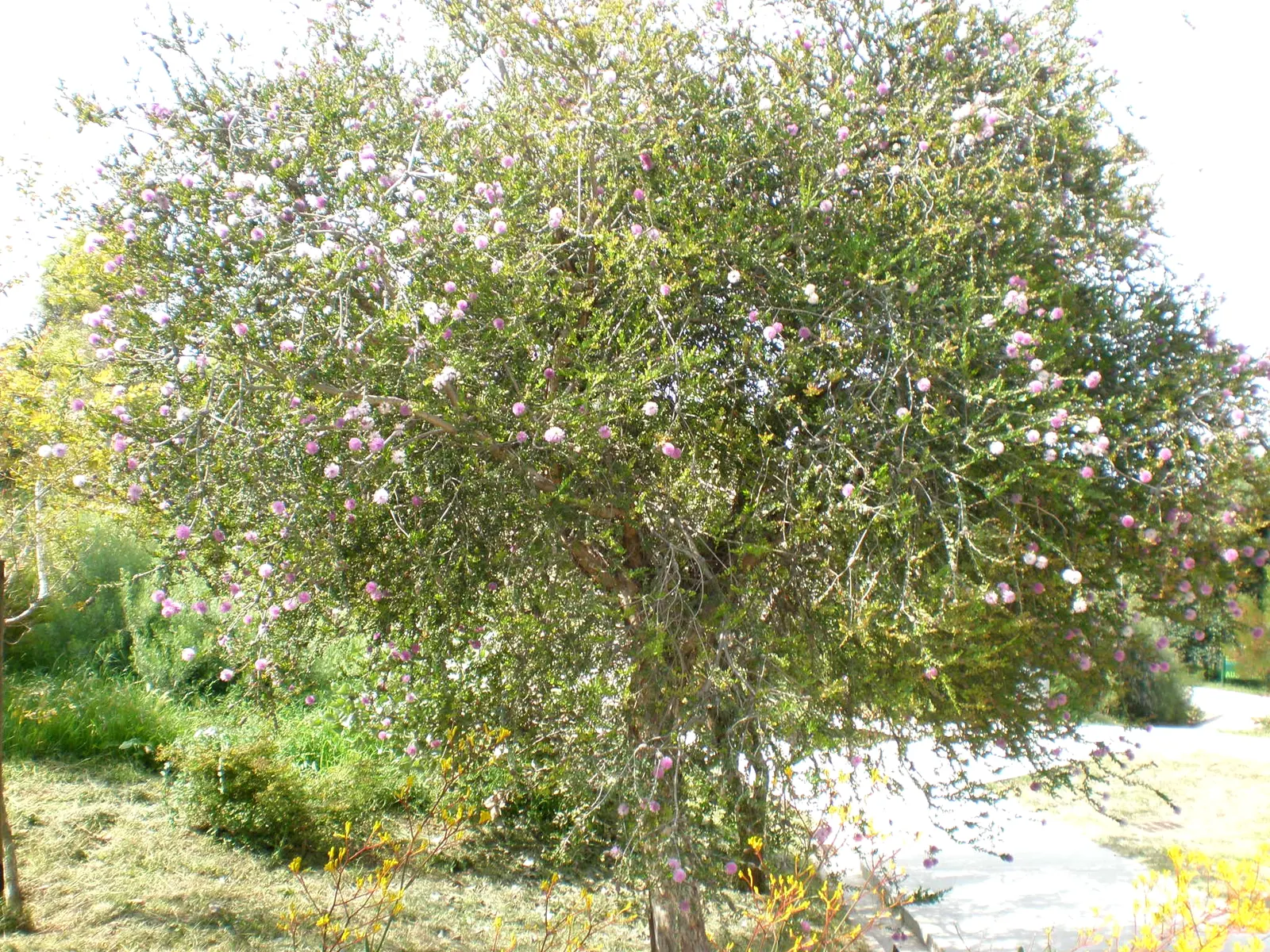 Pink Melaleuca (Melaleuca Nesophila) — The Pink Melaleuca (Melaleuca nesophila); renowned for its deep pink