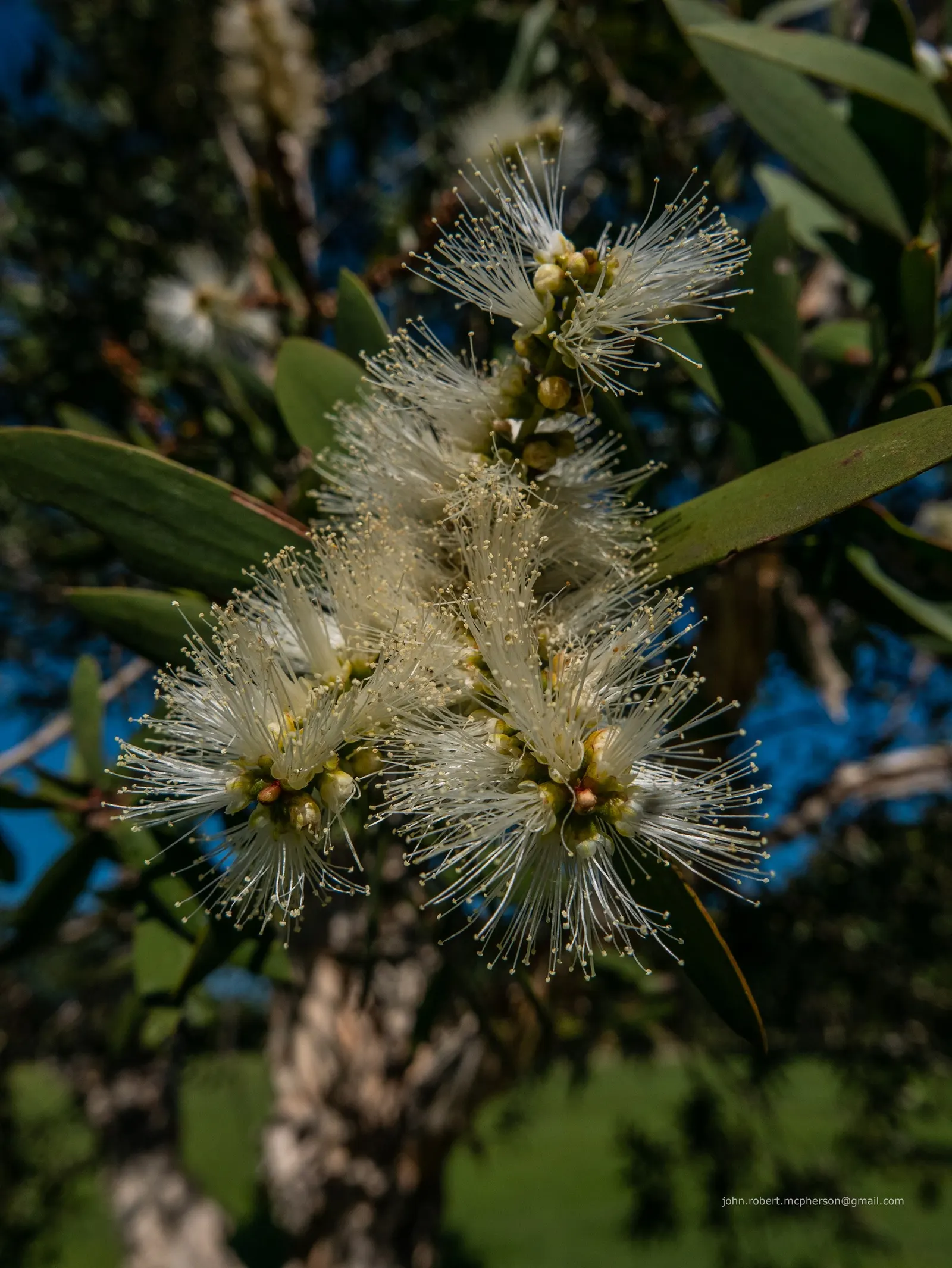 Pink Melaleuca (Melaleuca Nesophila) — This evergreen shrub or small tree is native to Western Australia