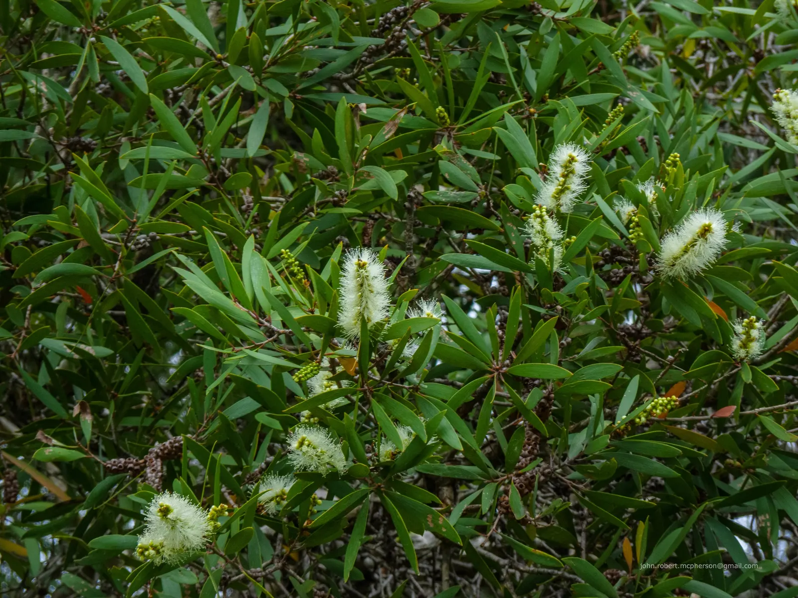 Pink Melaleuca (Melaleuca Nesophila) — is a stunning and resilient addition to any garden or landscape design