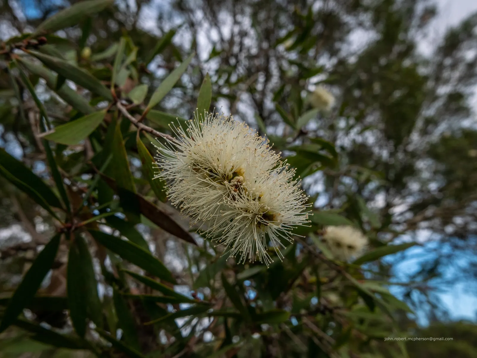 Pink Melaleuca (Melaleuca Nesophila) — providing a striking contrast against the dense; bloom from late winter to summer