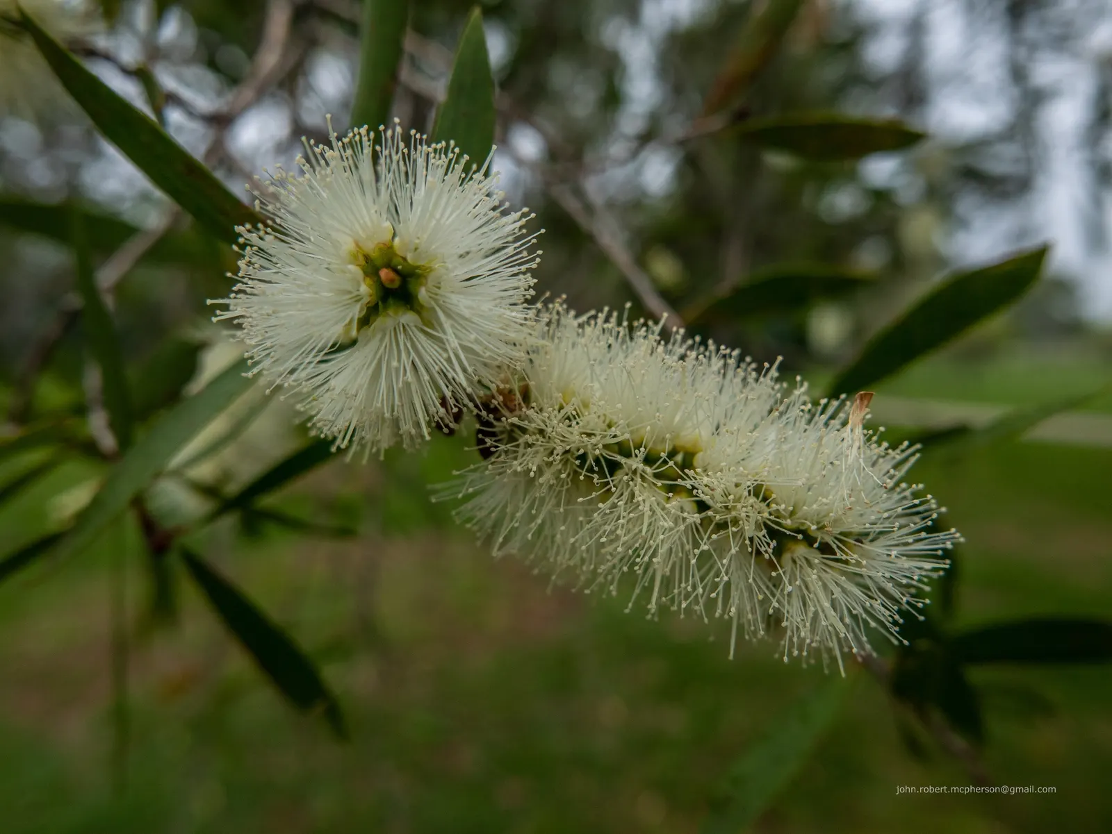 Pink Melaleuca (Melaleuca Nesophila) — the Pink Melaleuca is known for its hardiness; thrives in USDA zones 9-11