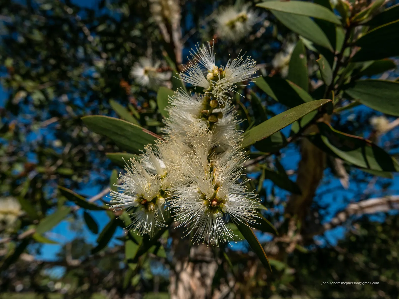 Pink Melaleuca (Melaleuca Nesophila) — the Pink Melaleuca is known for its hardiness