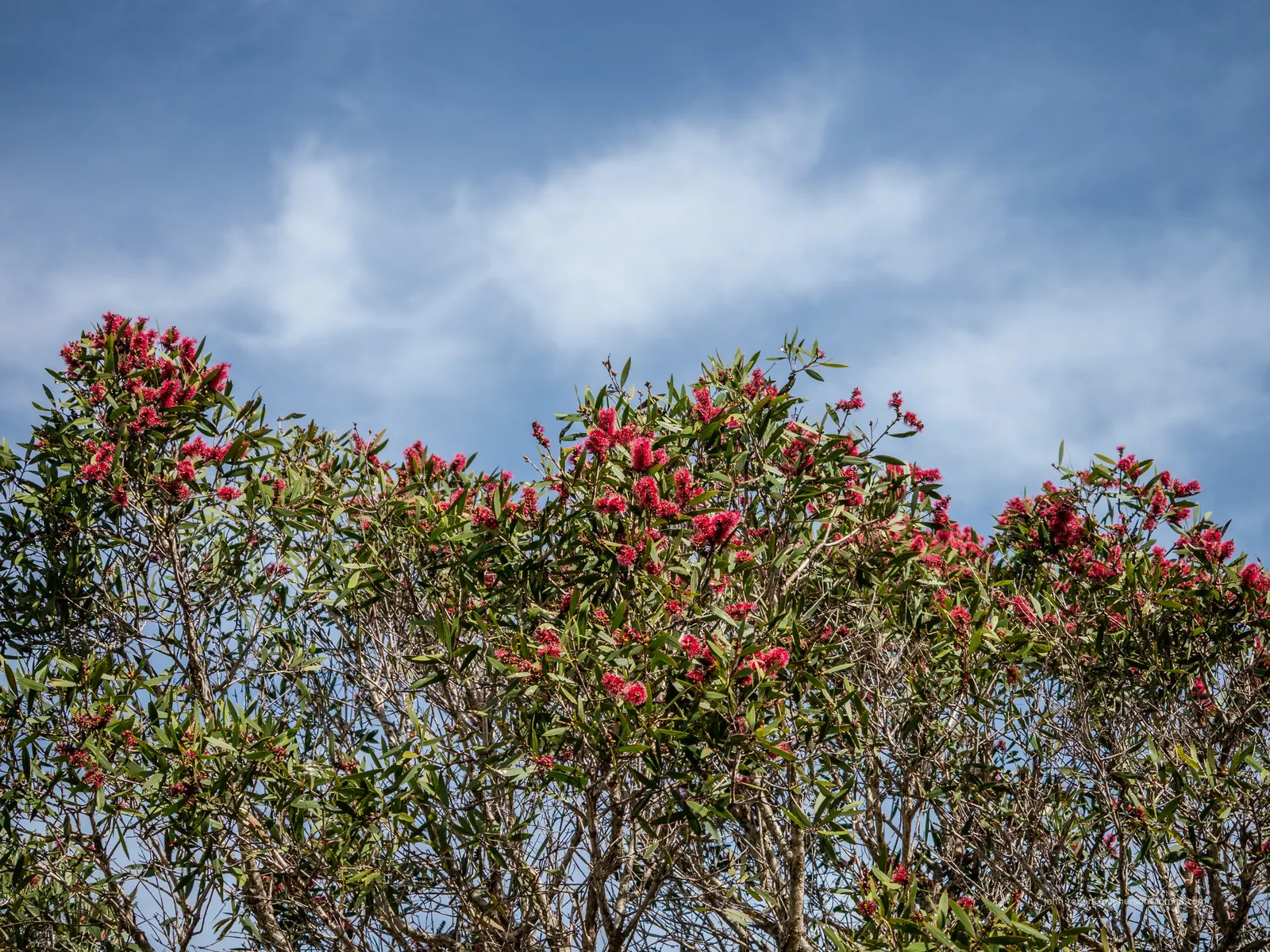 Pink Melaleuca (Melaleuca Nesophila) — it demands well-draining soil and full sun to part shade; fluffy flower clusters and hardy nature