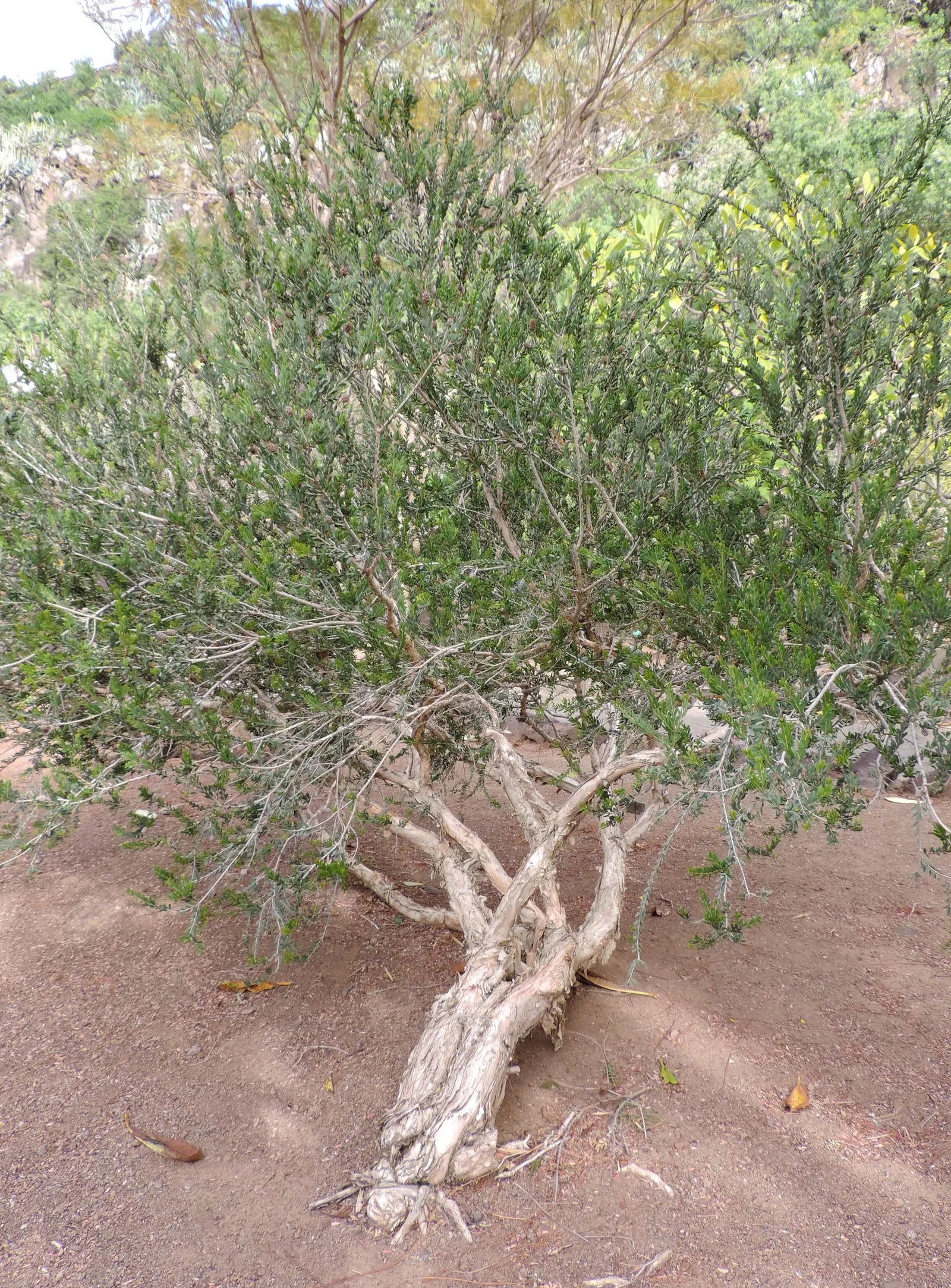 Pink Melaleuca (Melaleuca Nesophila) — enriching the garden's ecosystem; making it an excellent choice for water-conscious landscapes.<br><br>For optimal growth