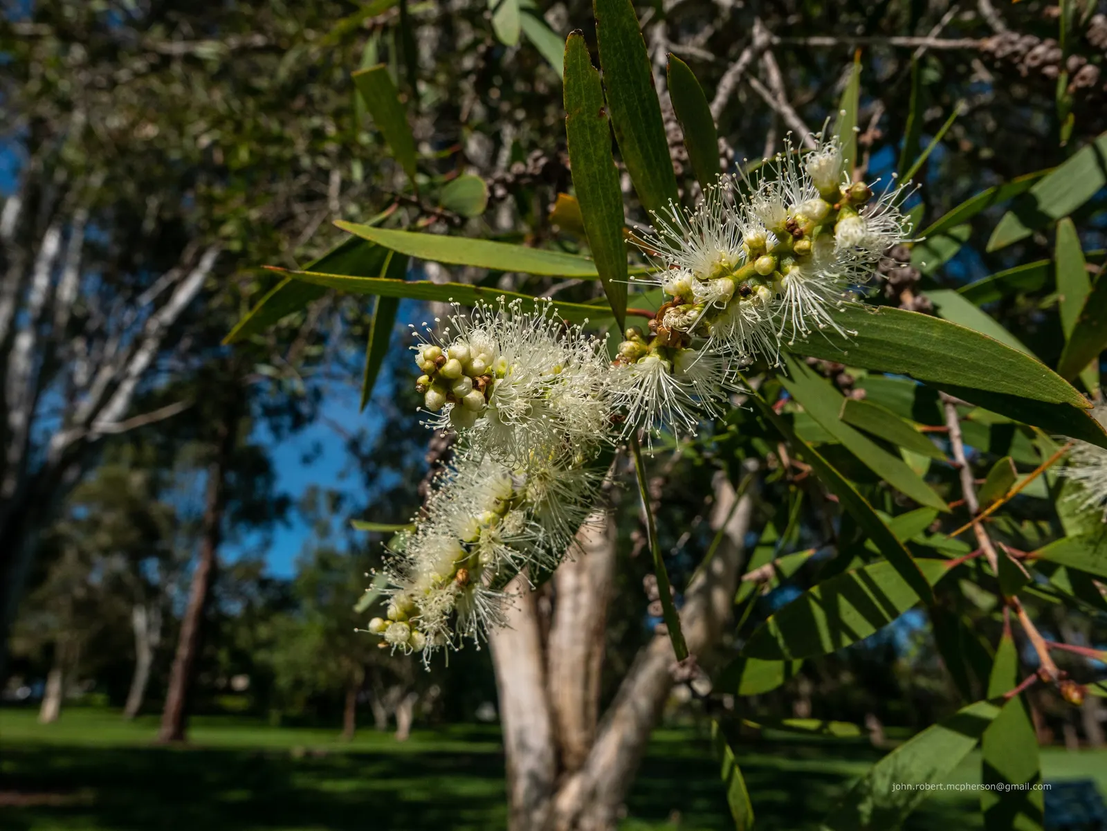 Pink Melaleuca (Melaleuca Nesophila) — typically reaching a mature height of 10 to 20 feet with a similar spread; though it prefers well-drained conditions