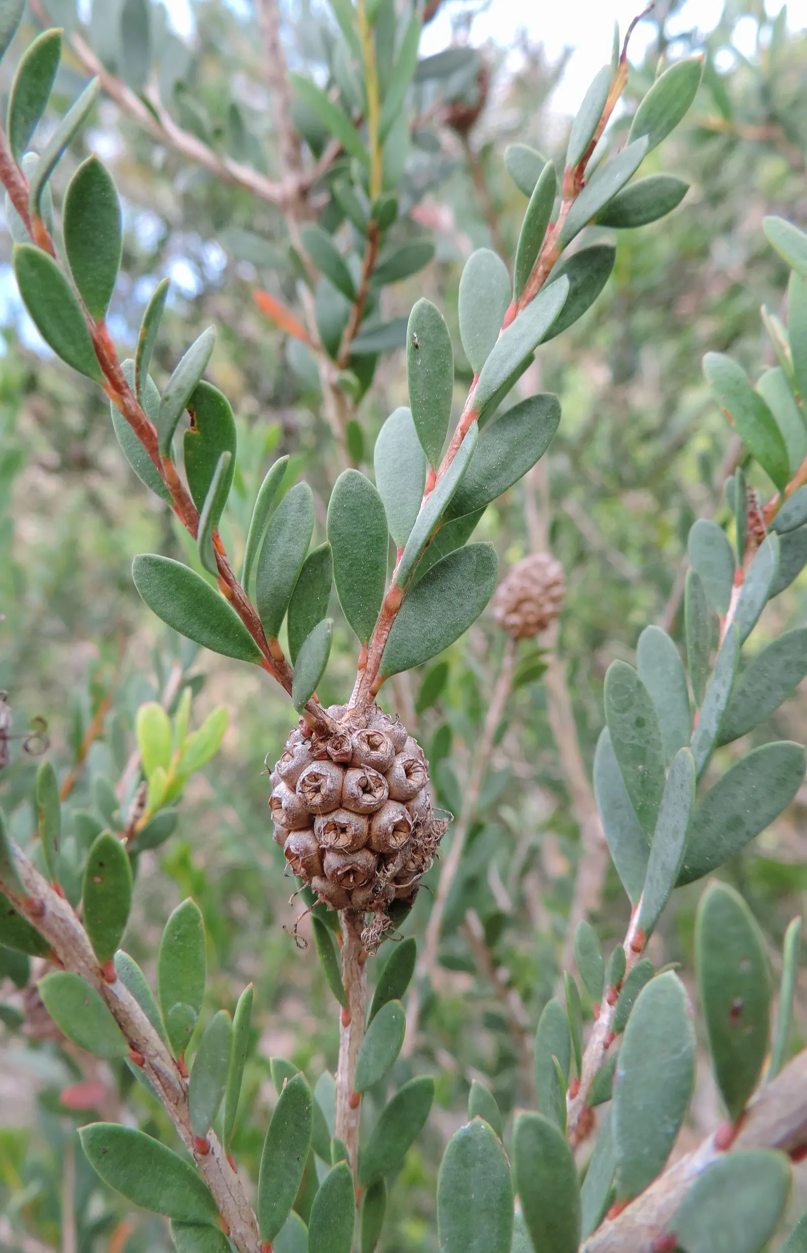 Pink Melaleuca (Melaleuca Nesophila) — Its unique appeal lies in the prolific clusters of vibrant pink