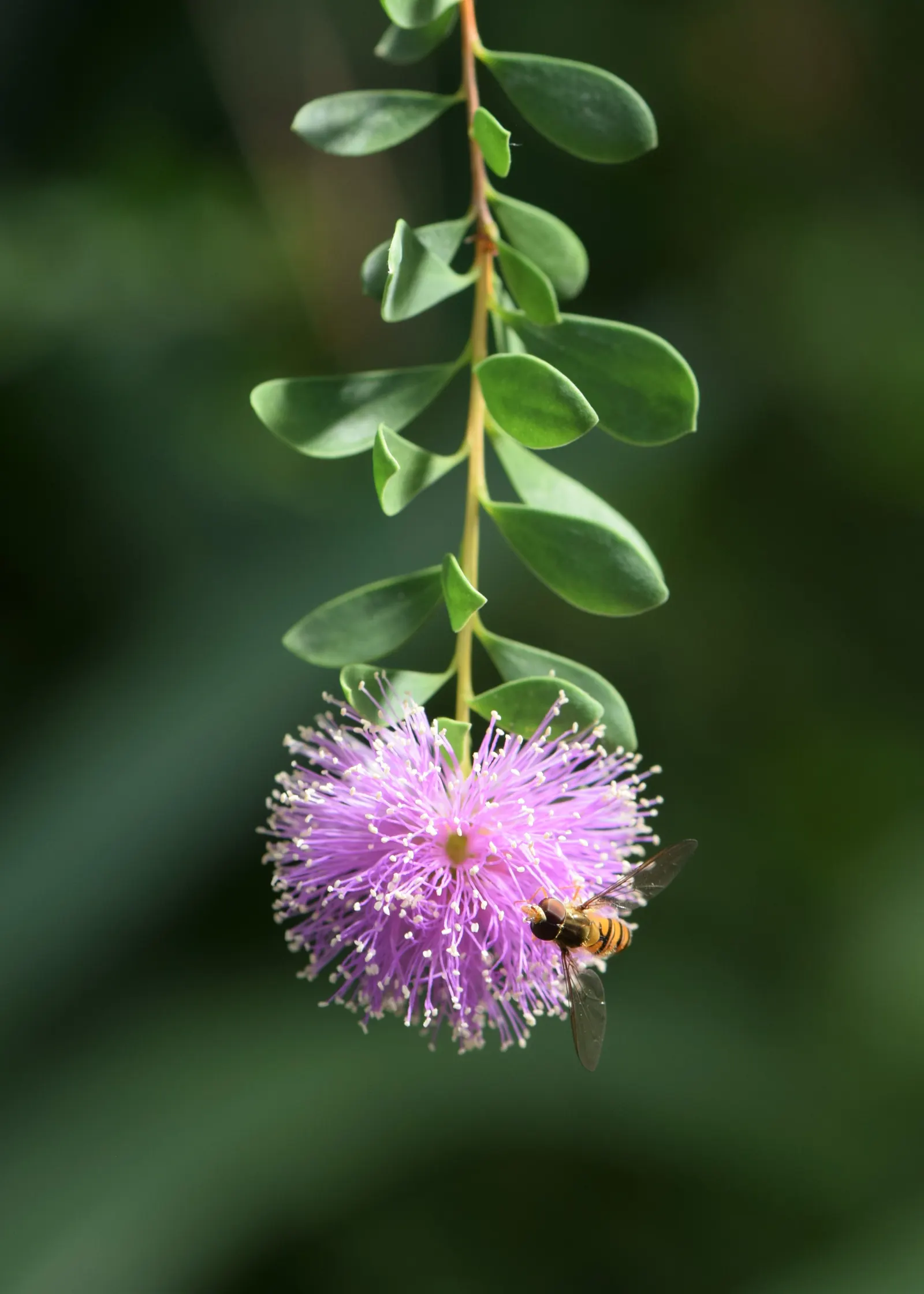 Pink Melaleuca (Melaleuca Nesophila) — it's ideal for coastal landscapes; gray-green foliage.<br><br>The flowers