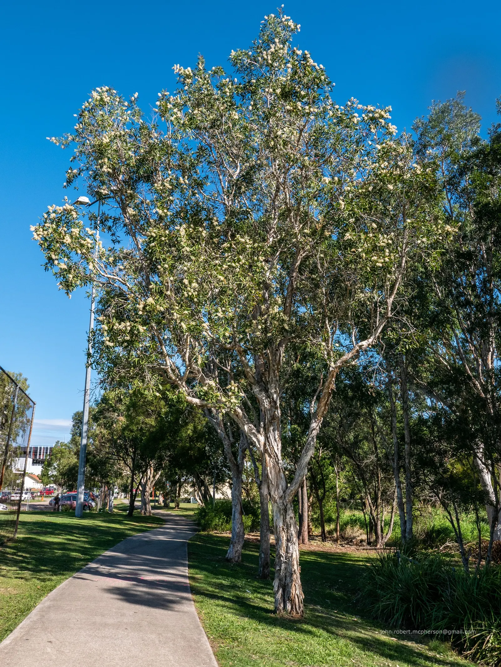 Pink Melaleuca (Melaleuca Nesophila) — paper-like bark adds extra interest
