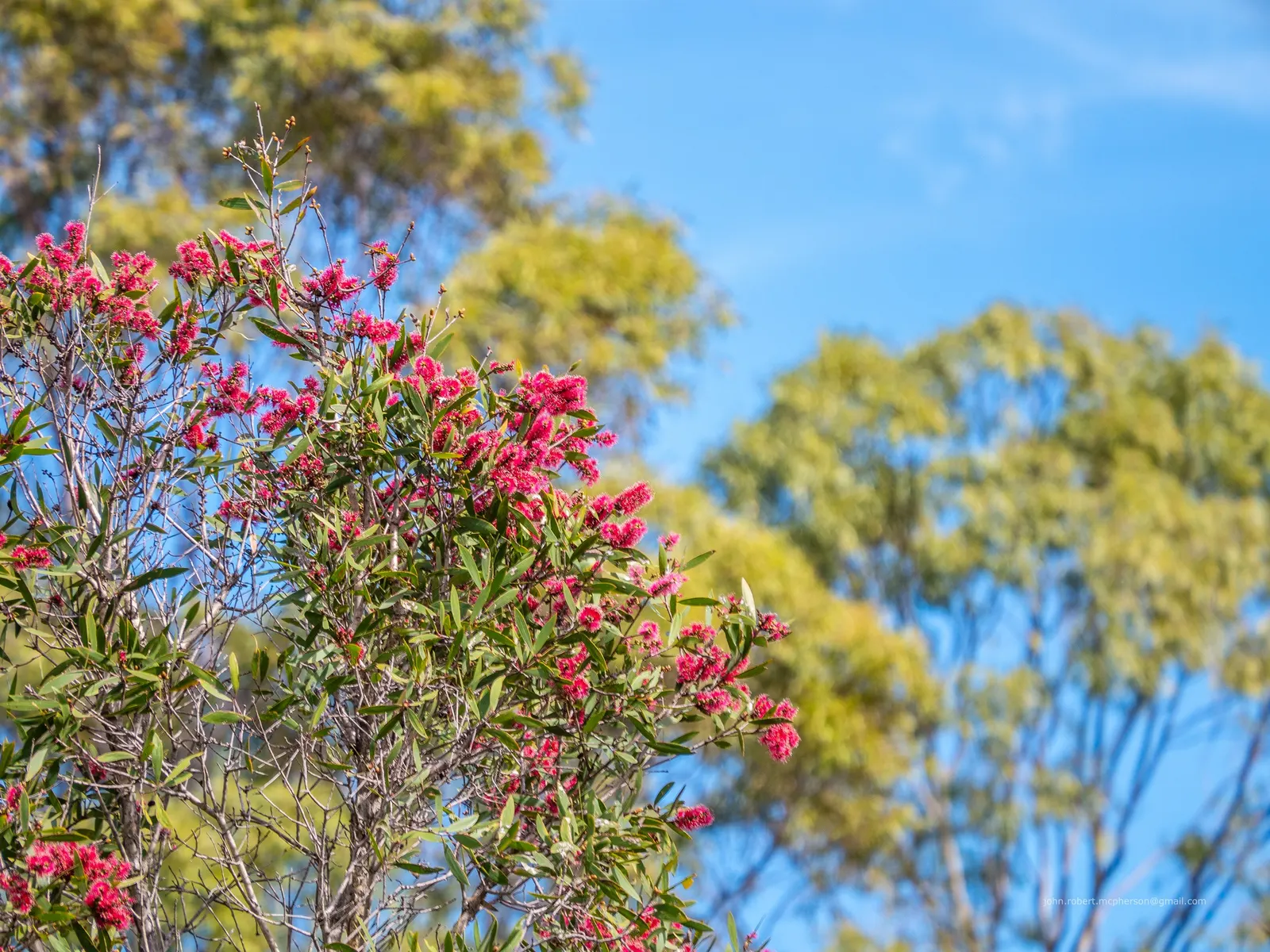 Pink Melaleuca (Melaleuca Nesophila) — typically about 1 to 1.5 inches in diameter; the Pink Melaleuca (Melaleuca nesophila)