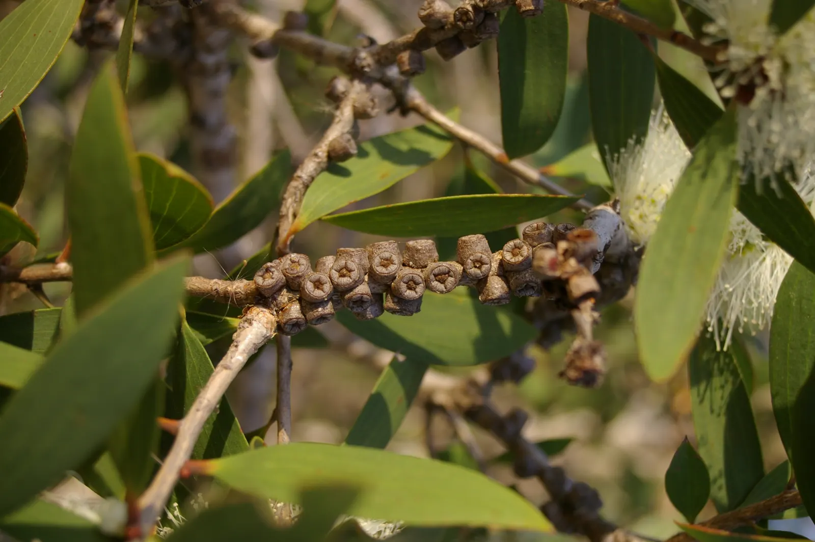 Pink Melaleuca (Melaleuca Nesophila) — globe-shaped flowers that adorn its branches