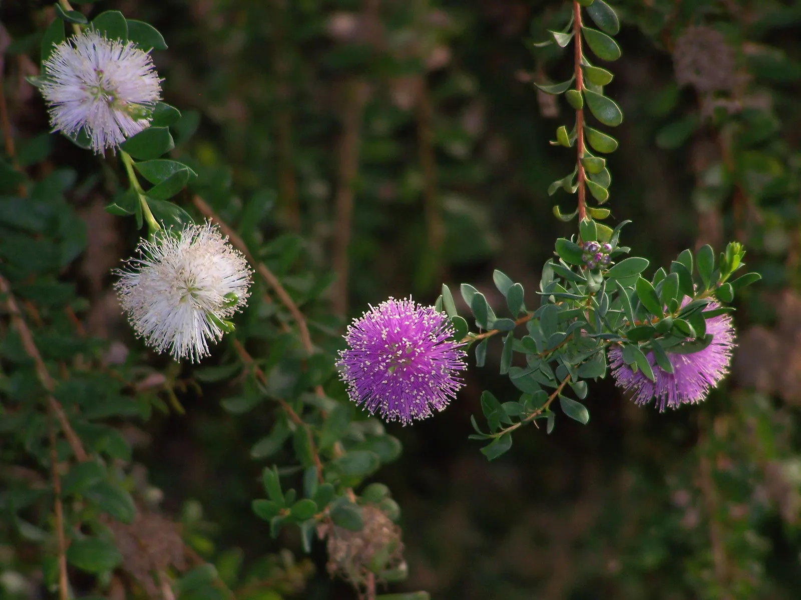 Pink Melaleuca (Melaleuca Nesophila) — It is drought-resistant once established