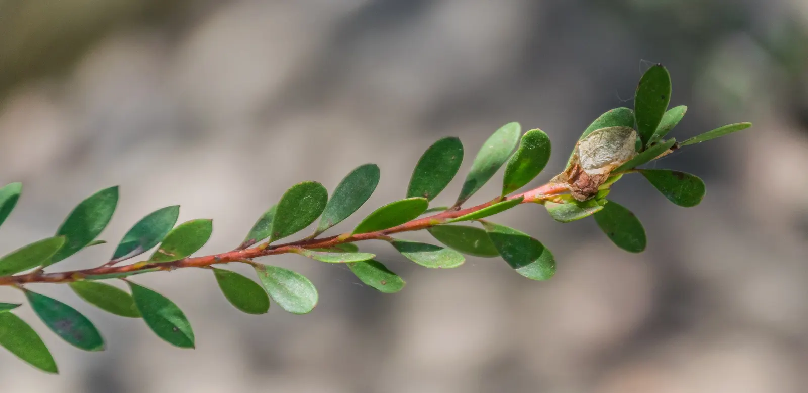 Pink Melaleuca (Melaleuca Nesophila) — scientifically recognized as Melaleuca nesophila