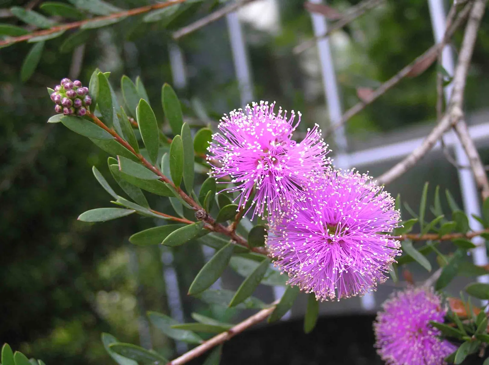 Pink Melaleuca (Melaleuca Nesophila) — attracting a variety of pollinators