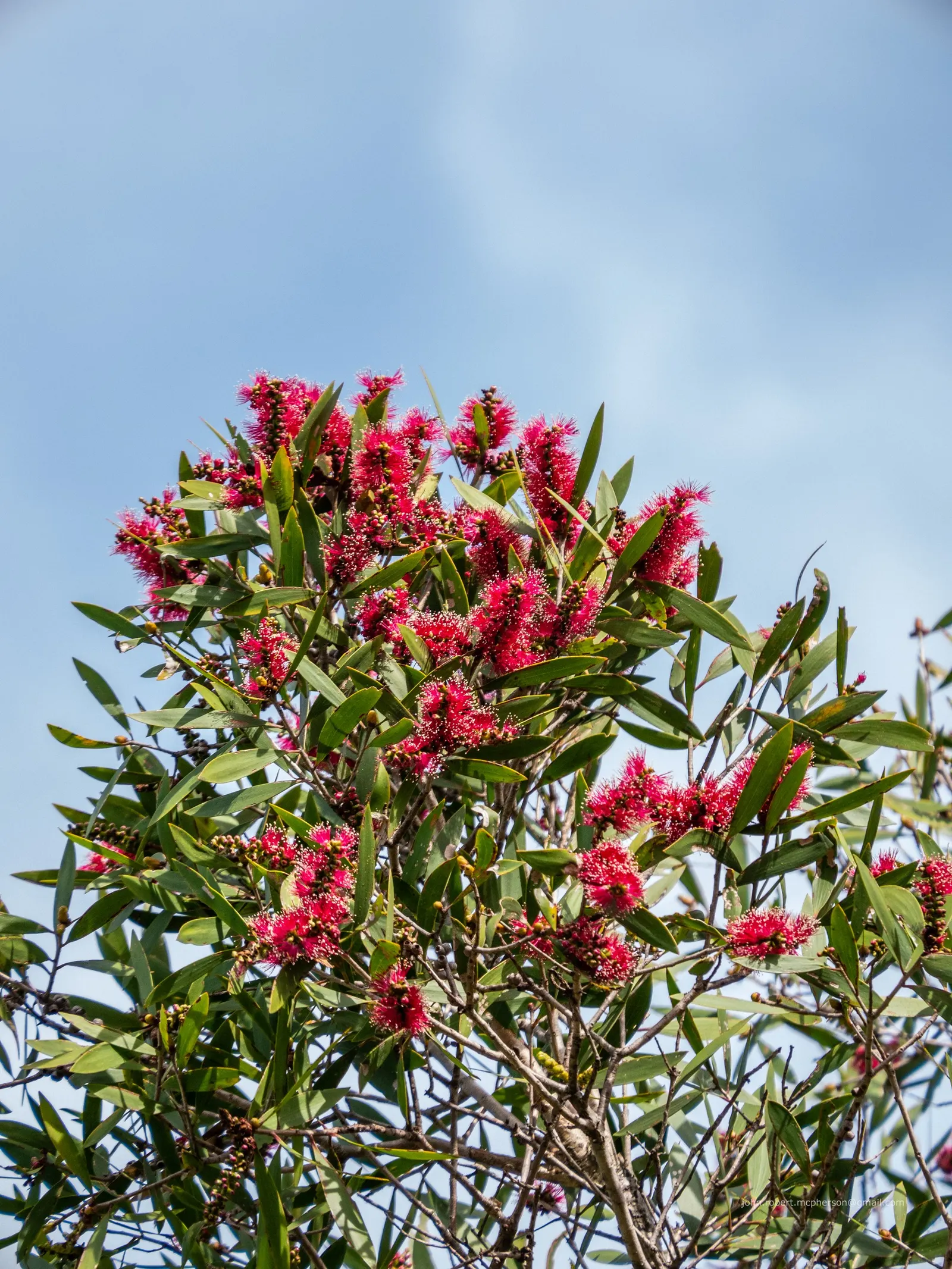 Pink Melaleuca (Melaleuca Nesophila) — attracting a variety of pollinators; offering a balanced and rounded canopy