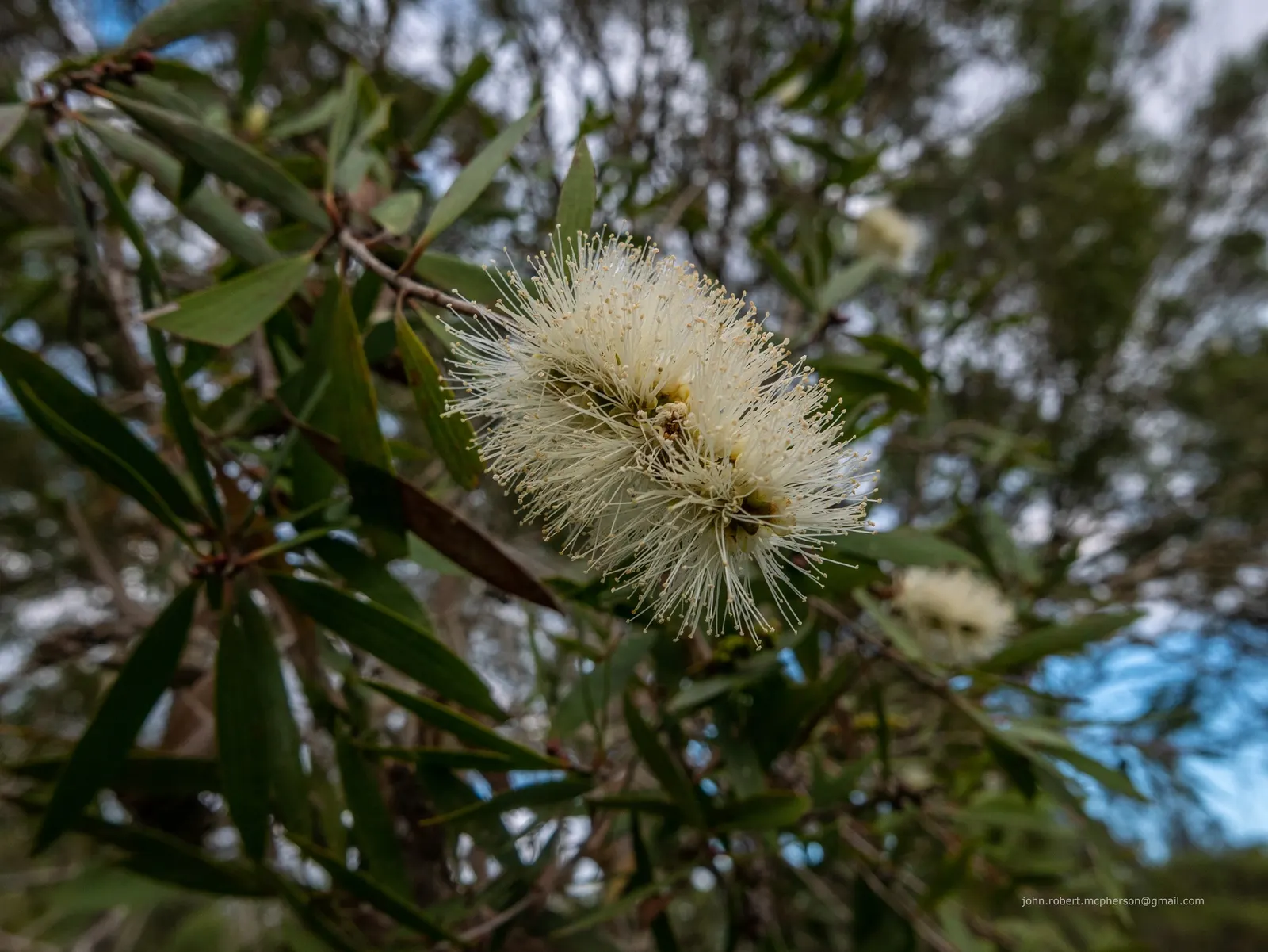 Pink Melaleuca (Melaleuca Nesophila) — tolerating a wide range of soil types