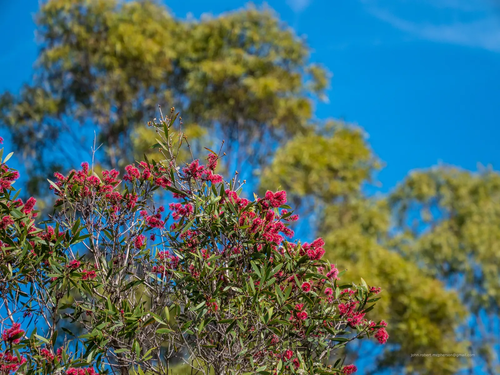 Pink Melaleuca (Melaleuca Nesophila) — offering a balanced and rounded canopy; shrub / tree for full