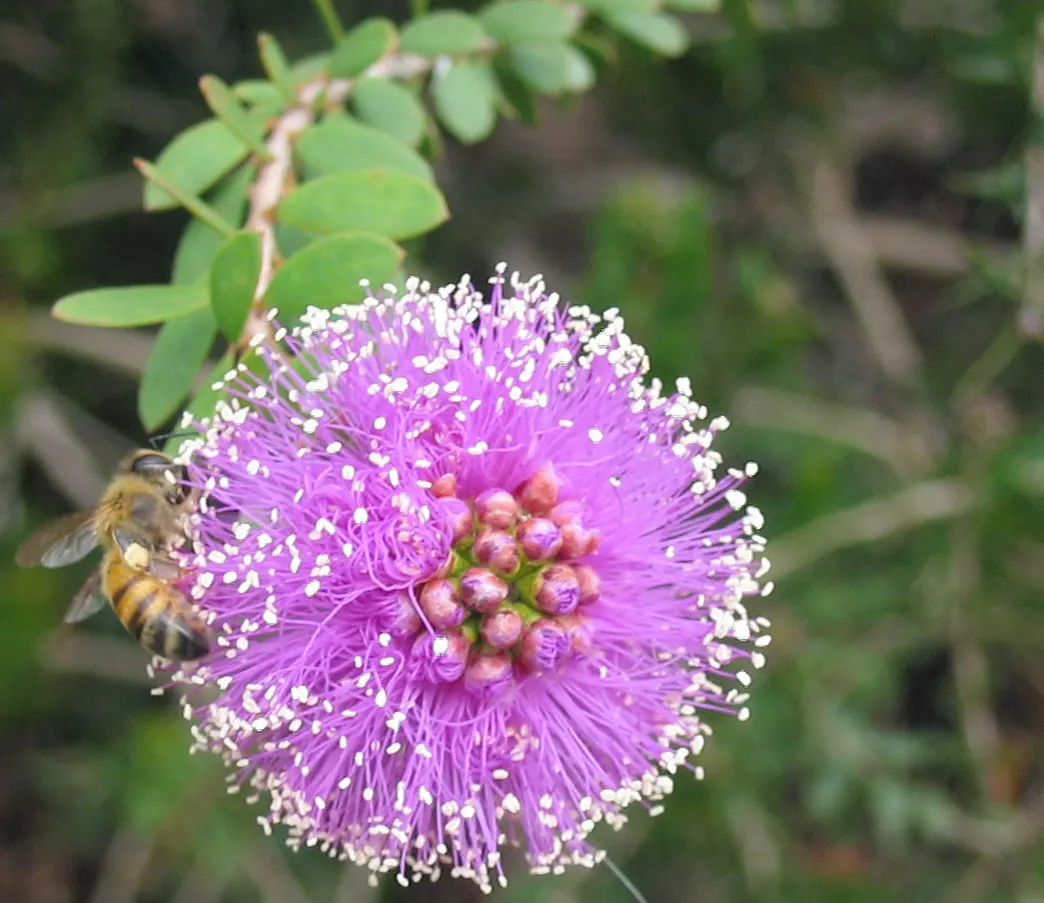 Pink Melaleuca (Melaleuca Nesophila) — paper-like bark adds extra interest; reaching 10-20 feet in height with an equivalent spread
