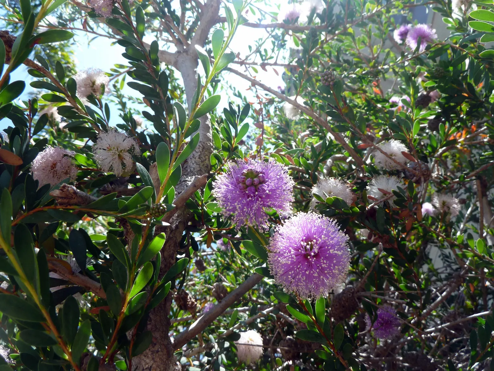 Pink Melaleuca (Melaleuca Nesophila) — thrives in USDA zones 9-11