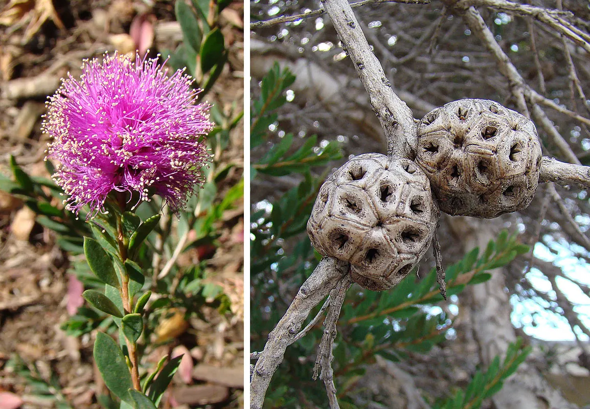 Pink Melaleuca (Melaleuca Nesophila) — Renowned for its deep pink